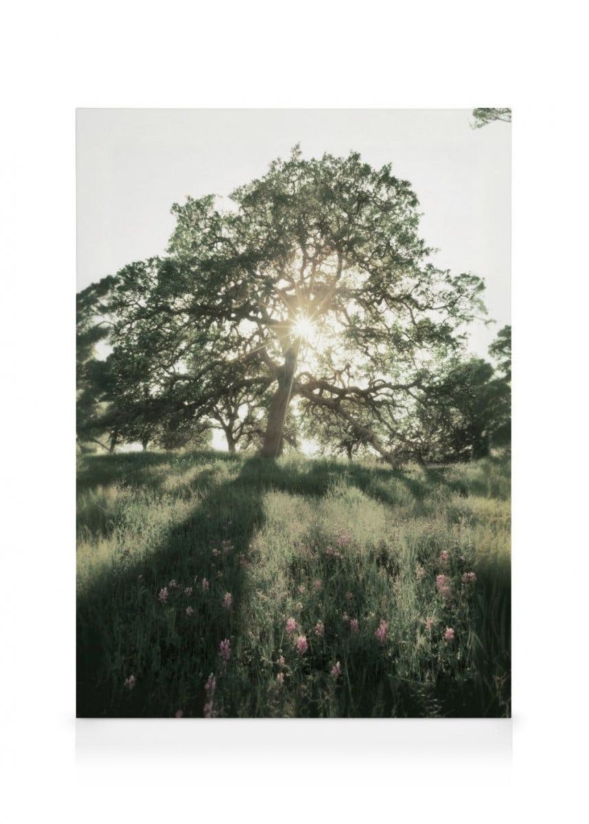 Canvas Prints - Sun Shining Through Canvas print (30x40 cm - Oak Frame) - Poster Store