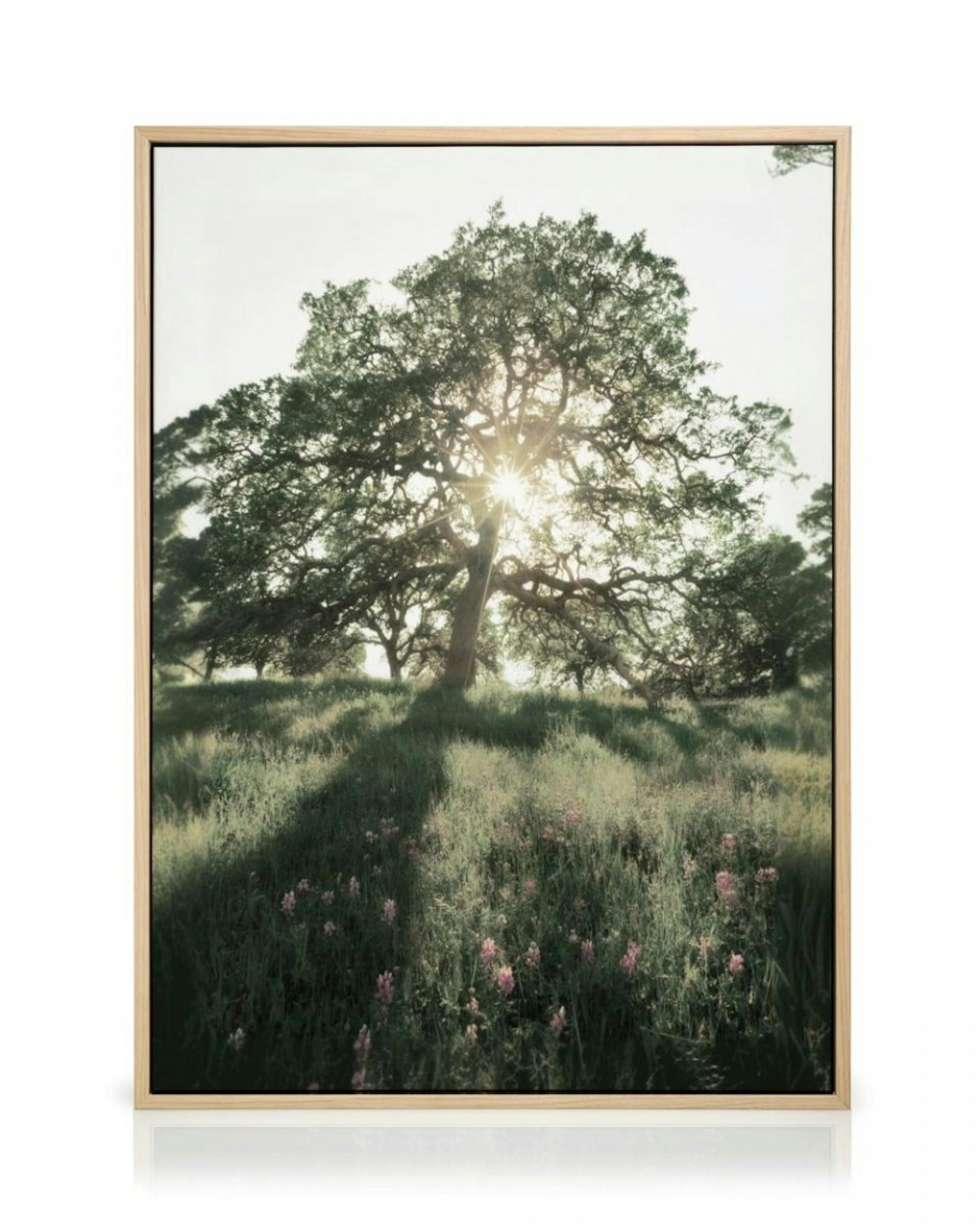 Sun Shining Through Canvas print thumbnail