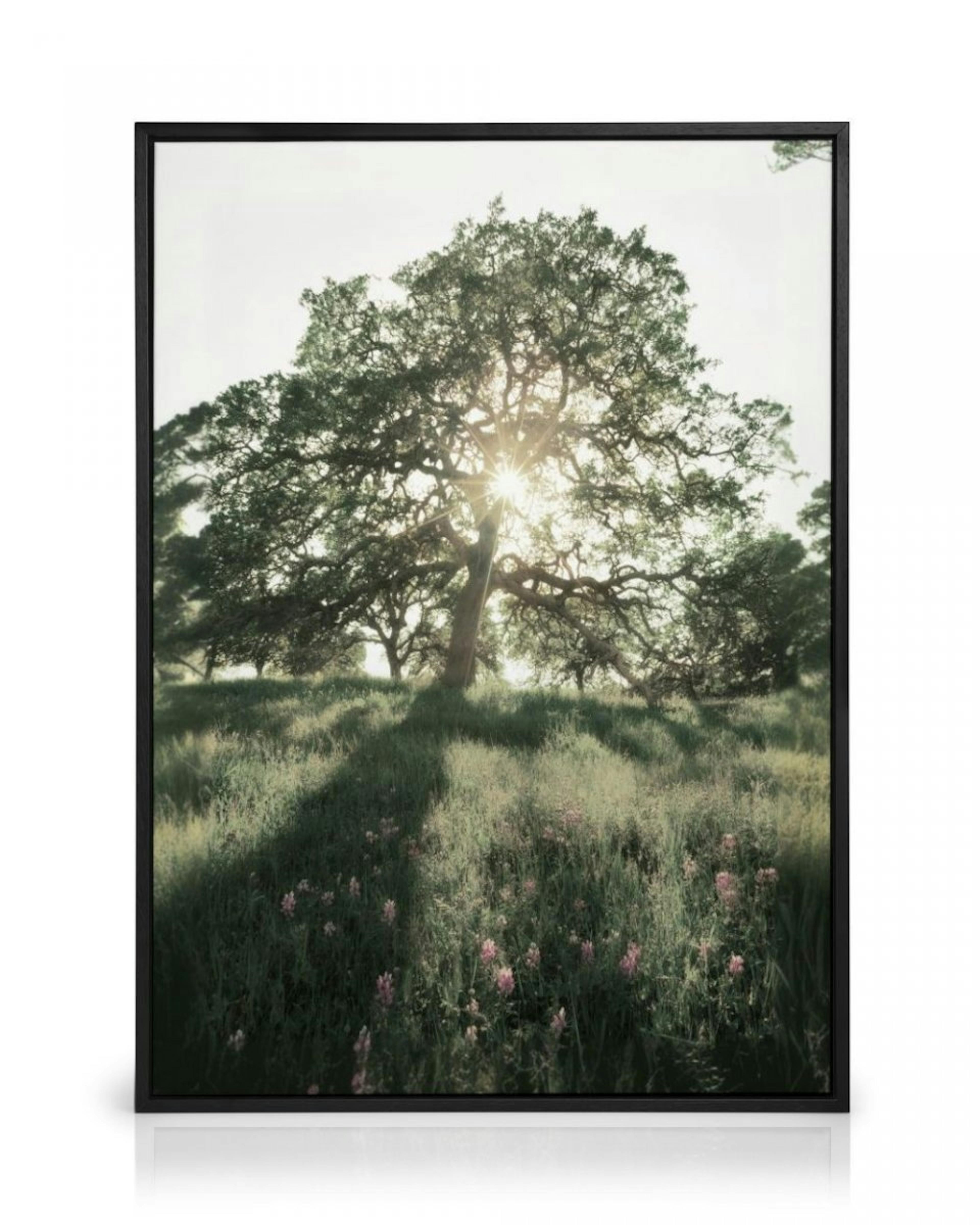 Sun Shining Through Canvas Print thumbnail