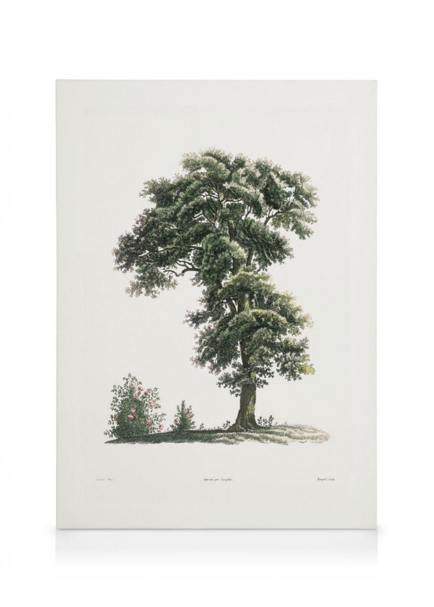 Klassieke Boom Illustratie Canvas (30x40 cm - Fotokaders Zwart) - Poster Store