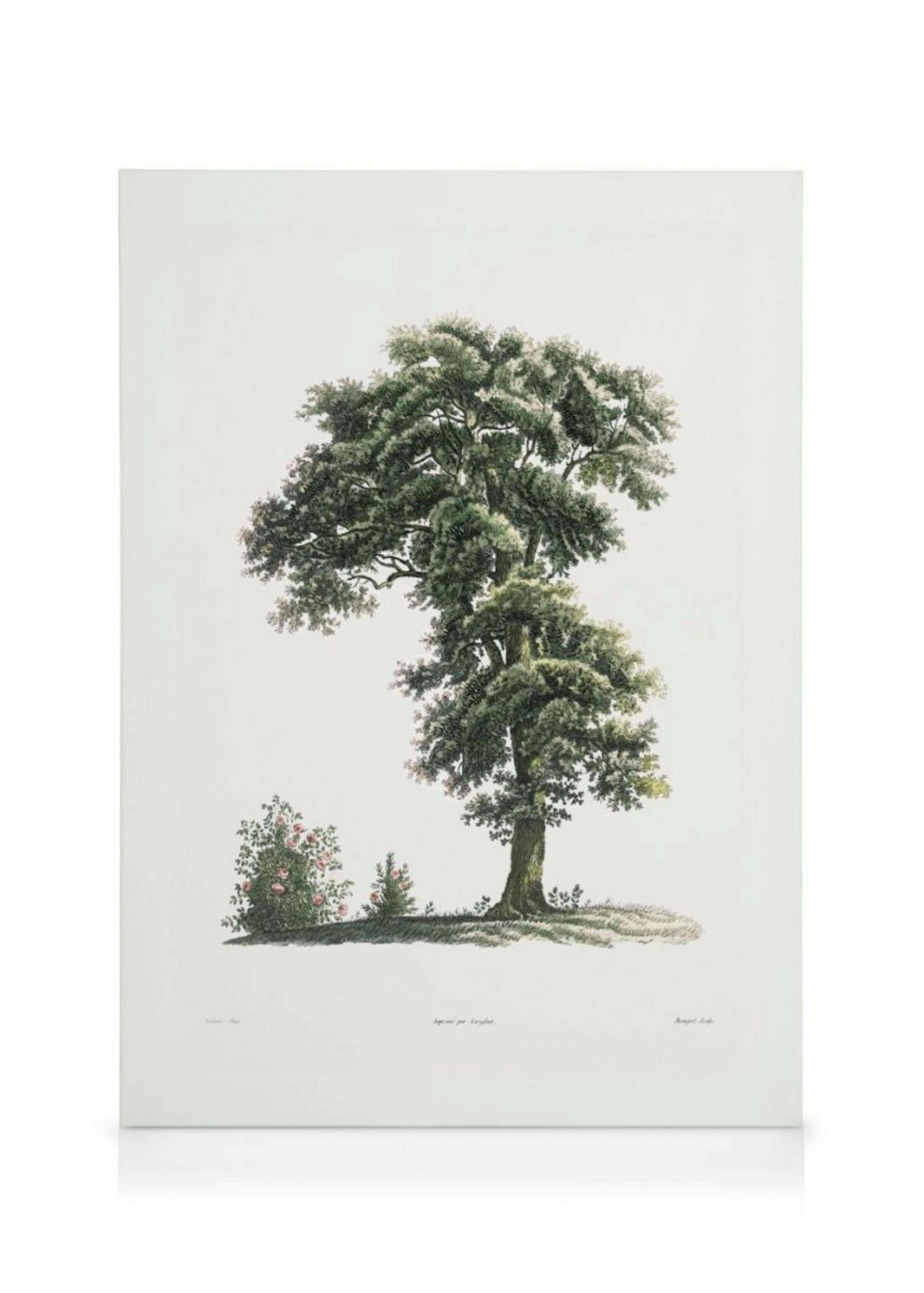 Classical Tree Illustration Canvas Print 0