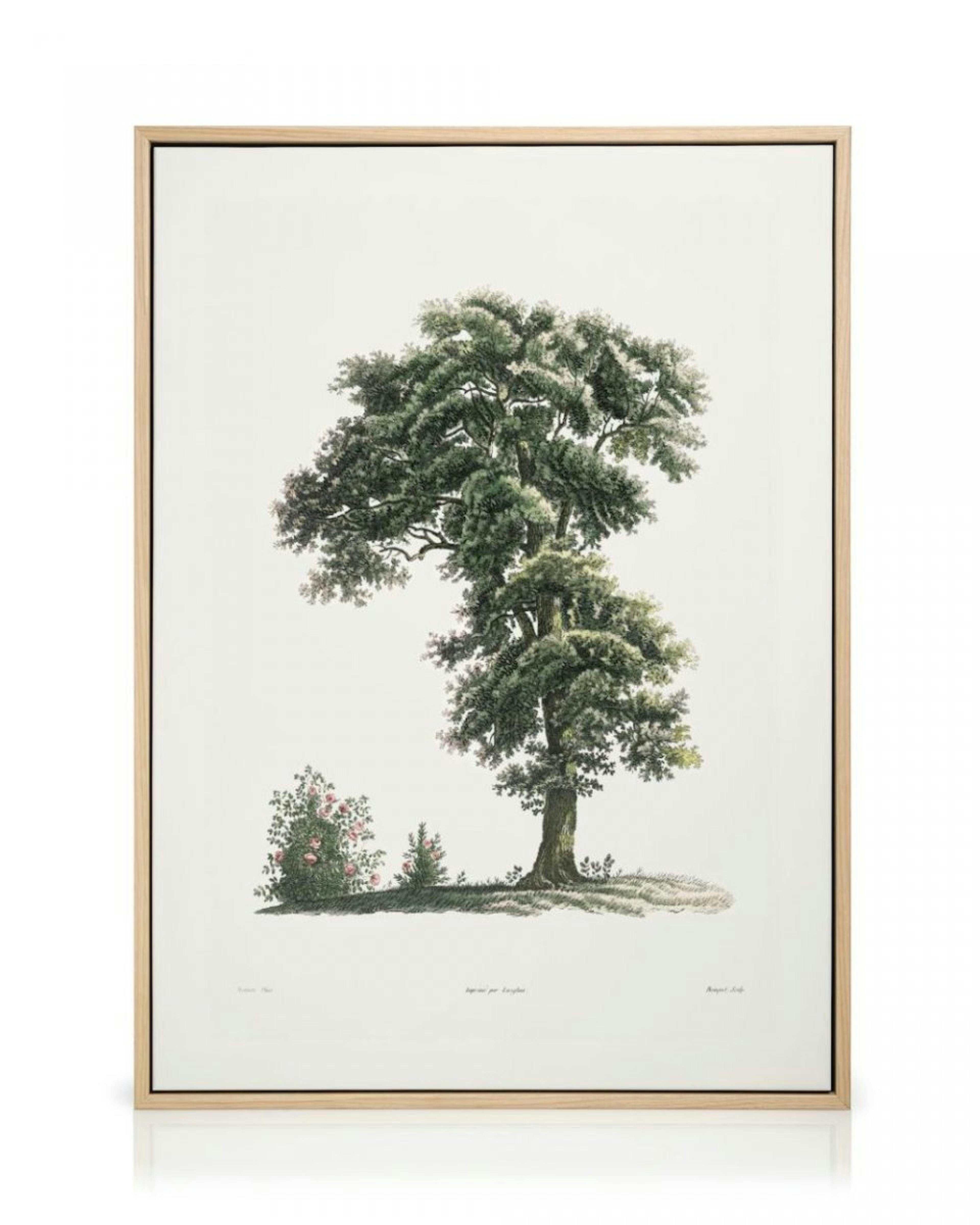 Classical Tree Illustration Canvas Print thumbnail