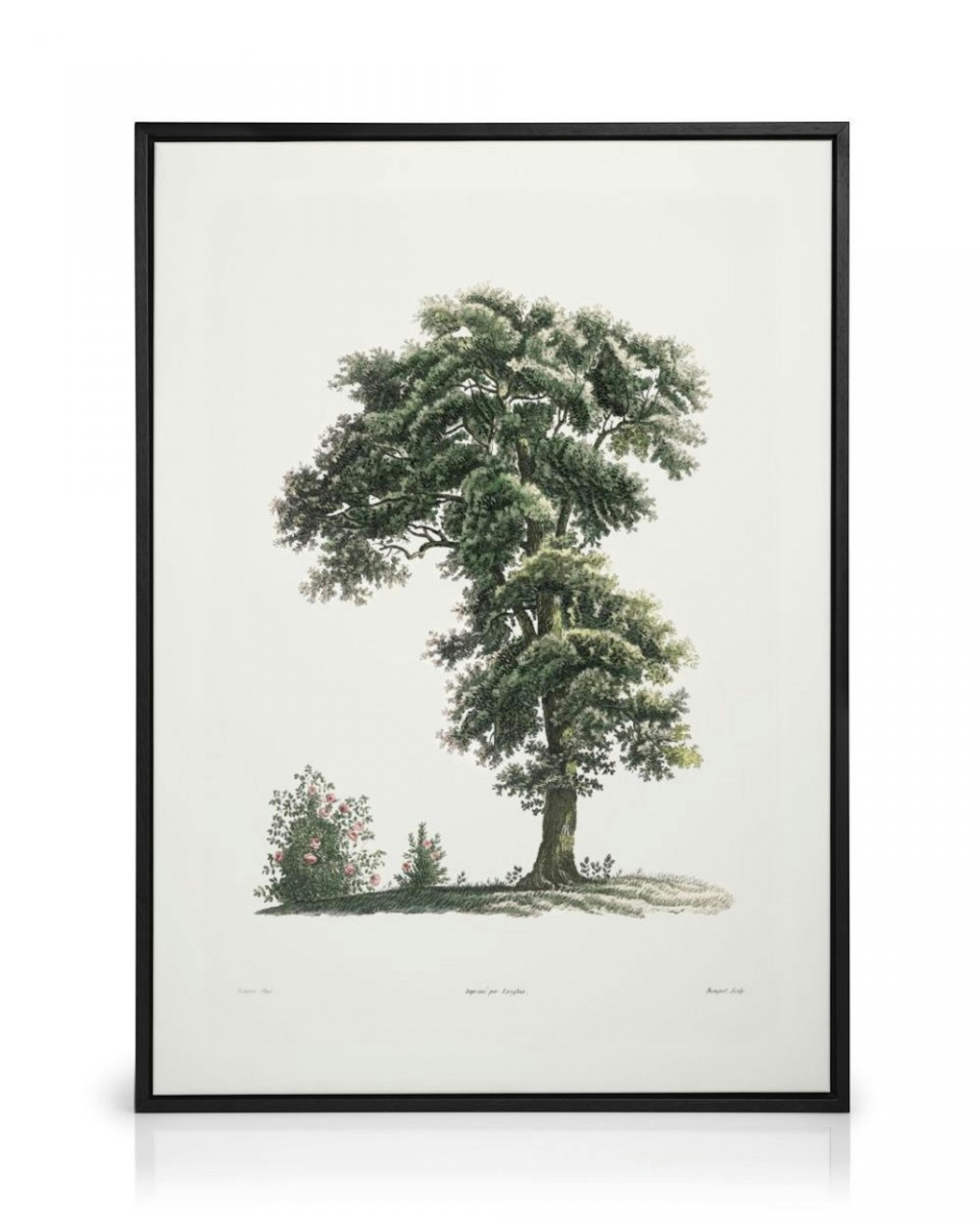 Classical Tree Illustration Canvas Print thumbnail