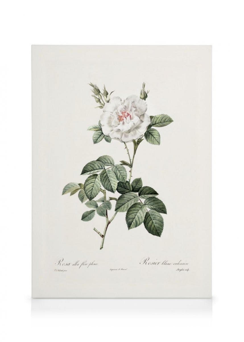Ilustracja białej róży Obraz na płótnie (50x70 cm - Czarna ramka) - Poster Store
