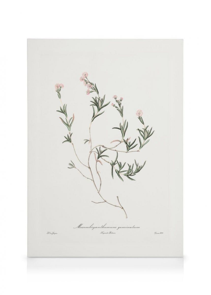 Canvas Prints - Pink Plant Illustration Canvas print (50x70 cm - Black Frame) - Poster Store