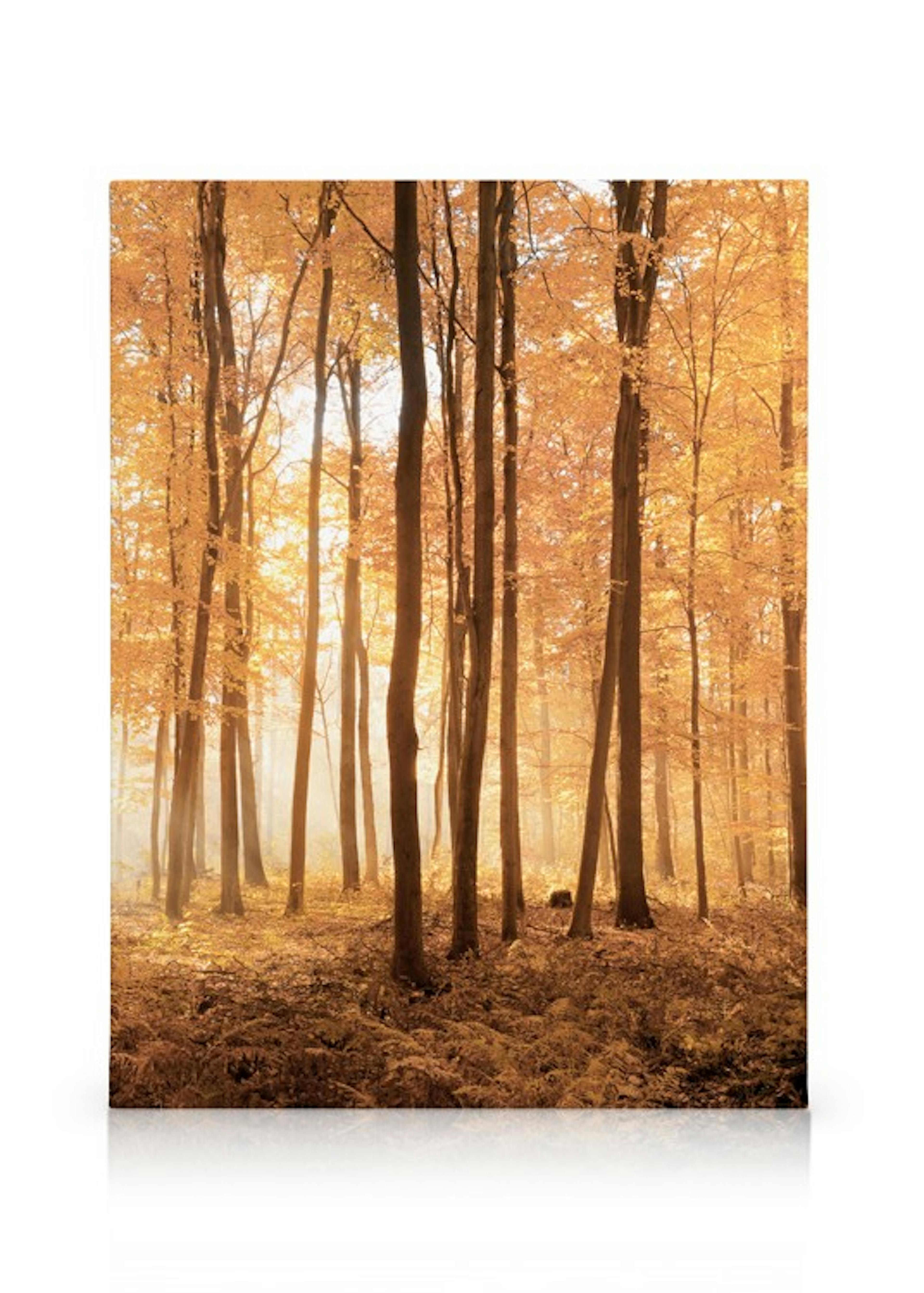 Autumn Trees Canvas print thumbnail