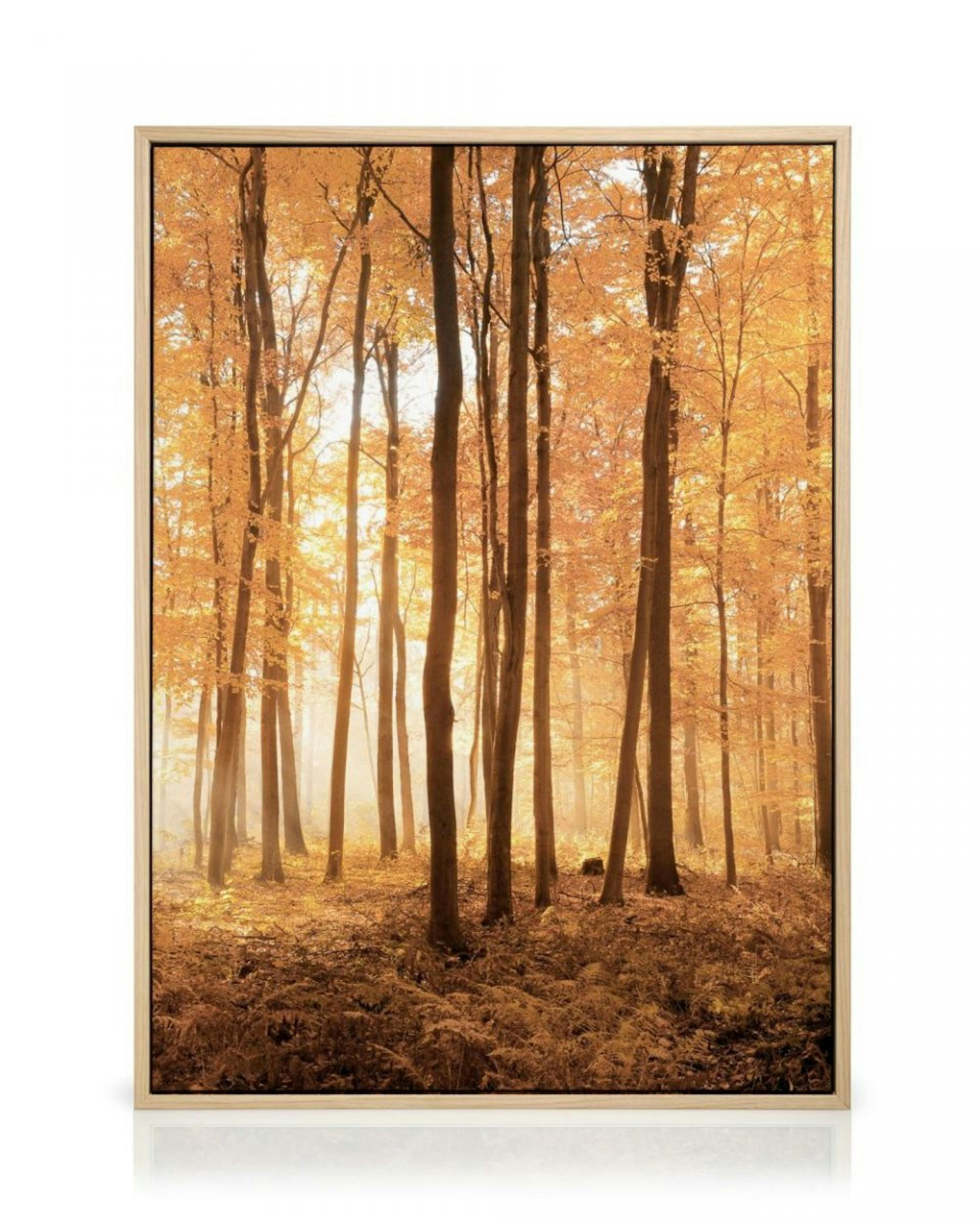 Obraz Drzewa Jesienią thumbnail