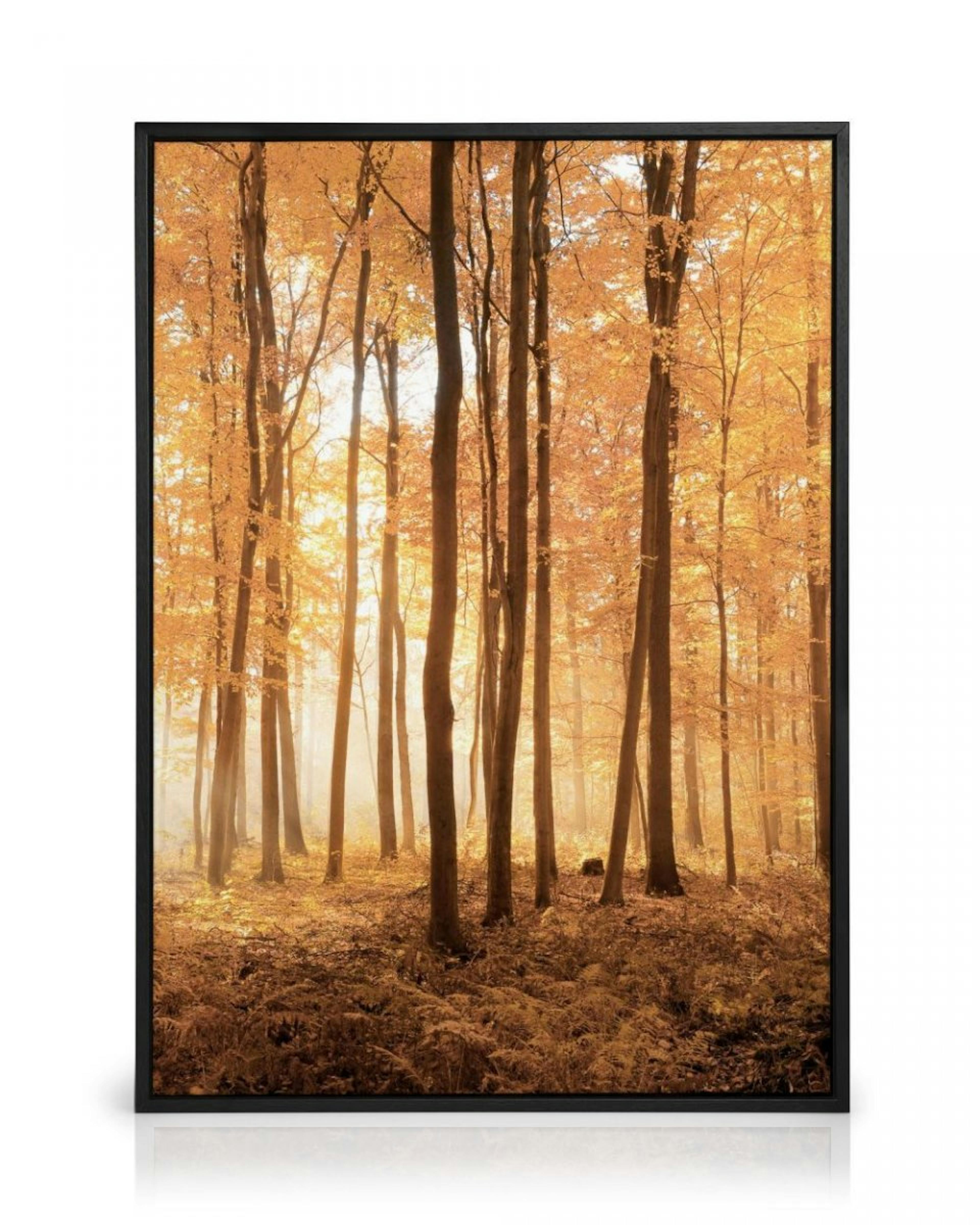 Obraz Drzewa Jesienią thumbnail