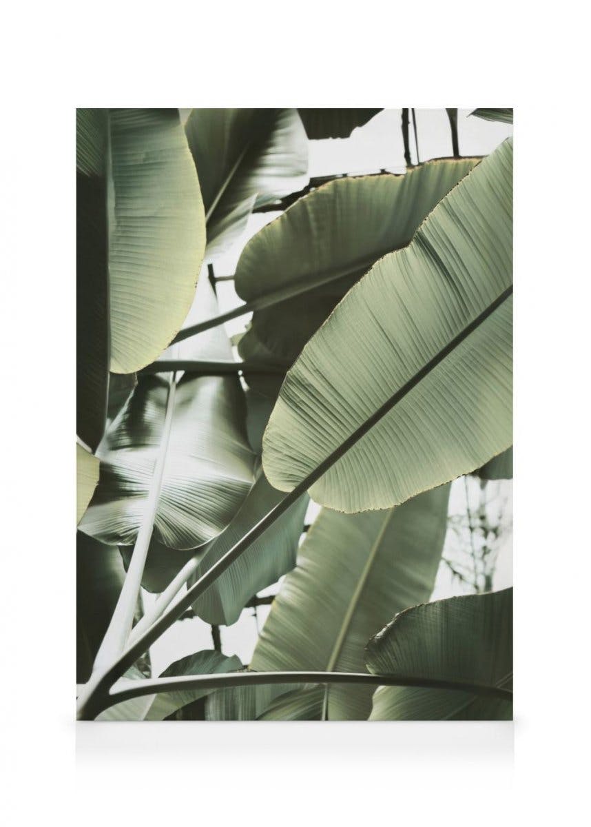 Canvas Prints - Banana Leaves Closeup Canvas print (30x40 cm - Oak Frame) - Poster Store