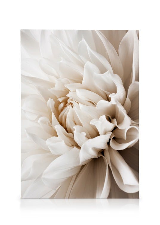 Dahlia Blanc Canvas (50x70 cm - Fotolijst Eiken) - Poster Store