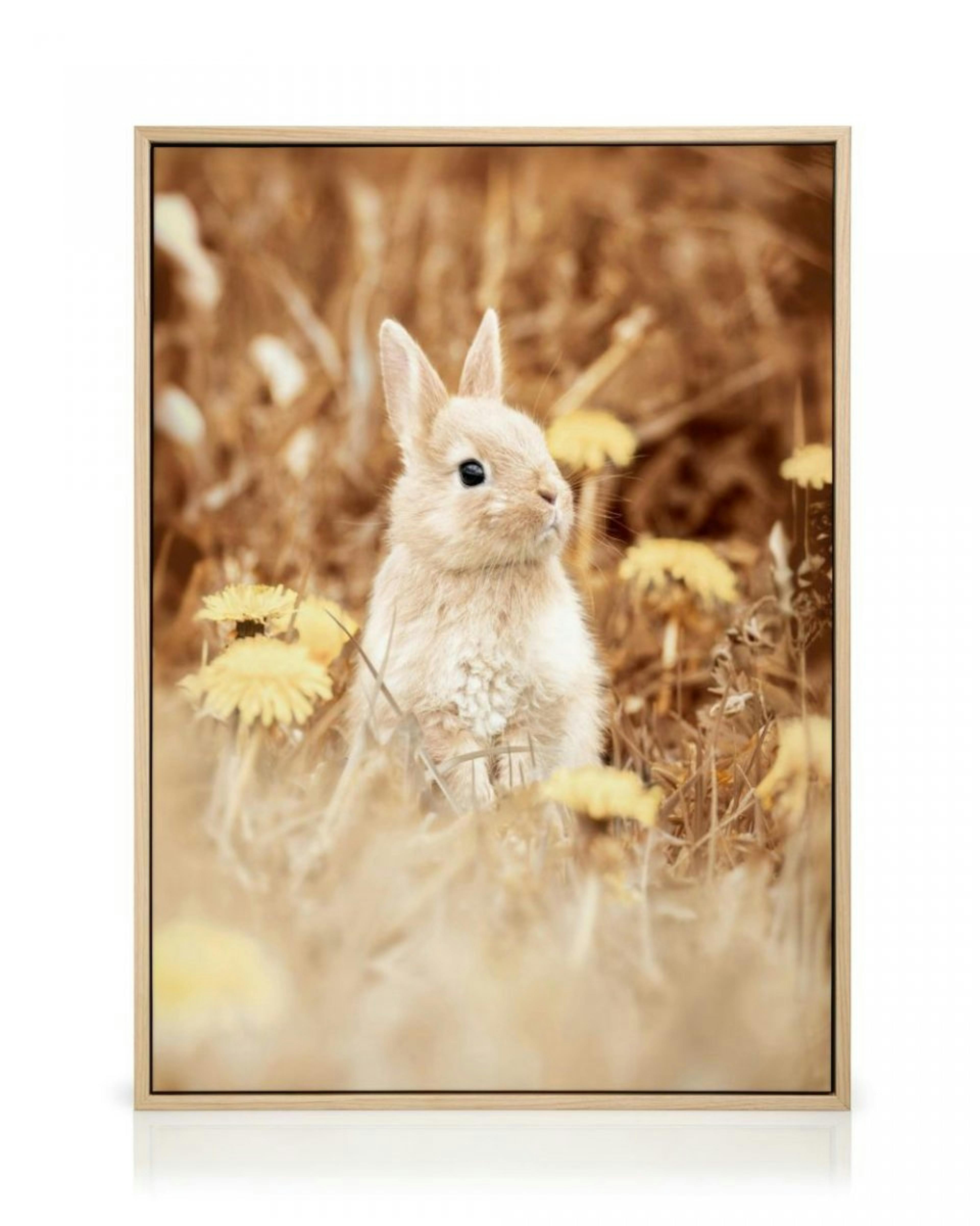 Curious Rabbit Canvas thumbnail