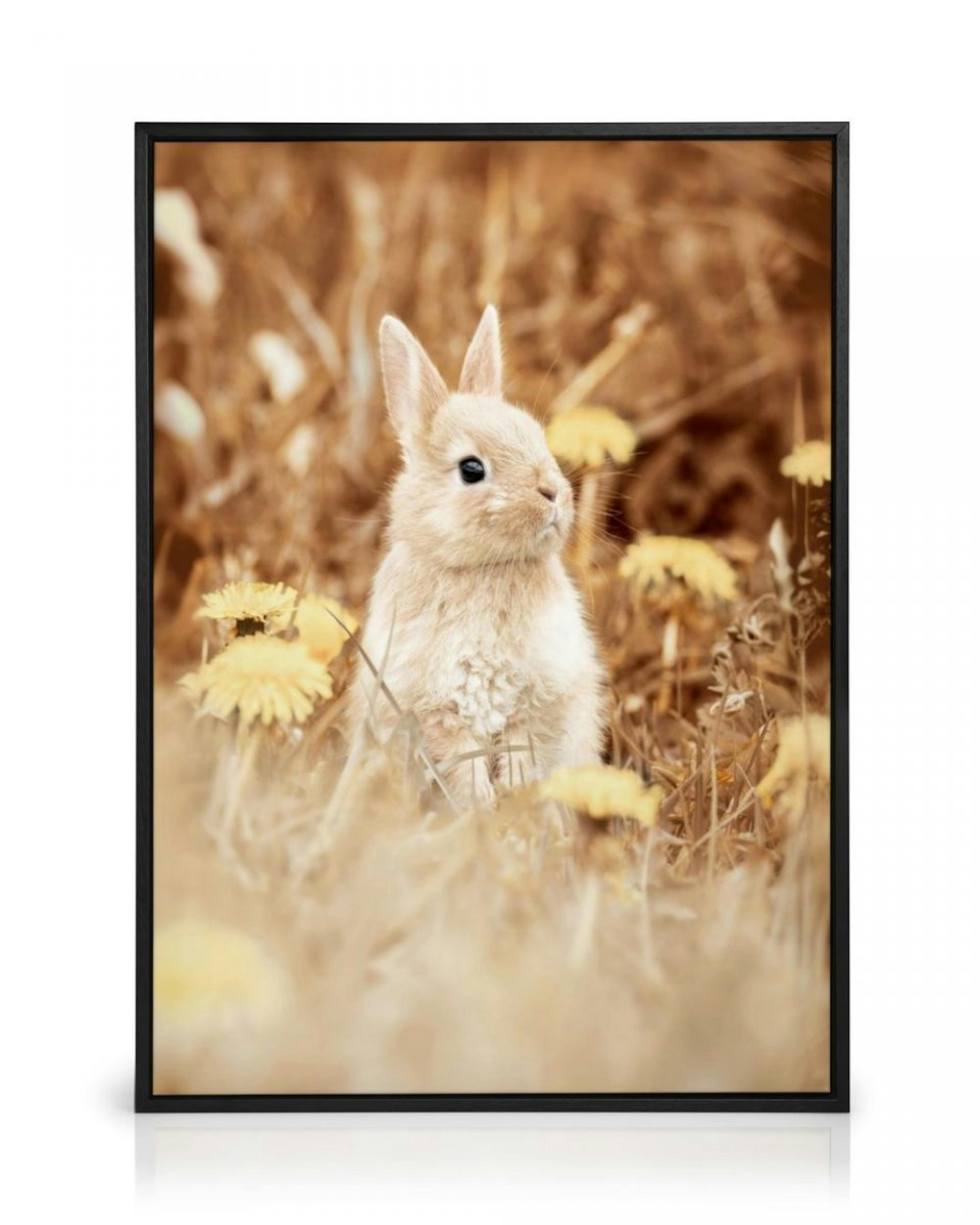 Curious Rabbit Canvas thumbnail