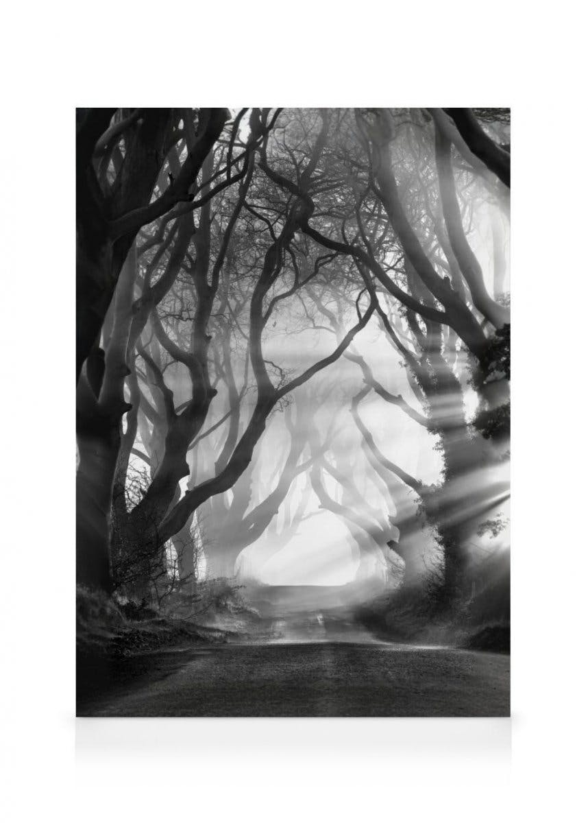 Canvastavlor - Dark Hedges canvastavla (70 x 100 cm - Svart ram) - Poster Store