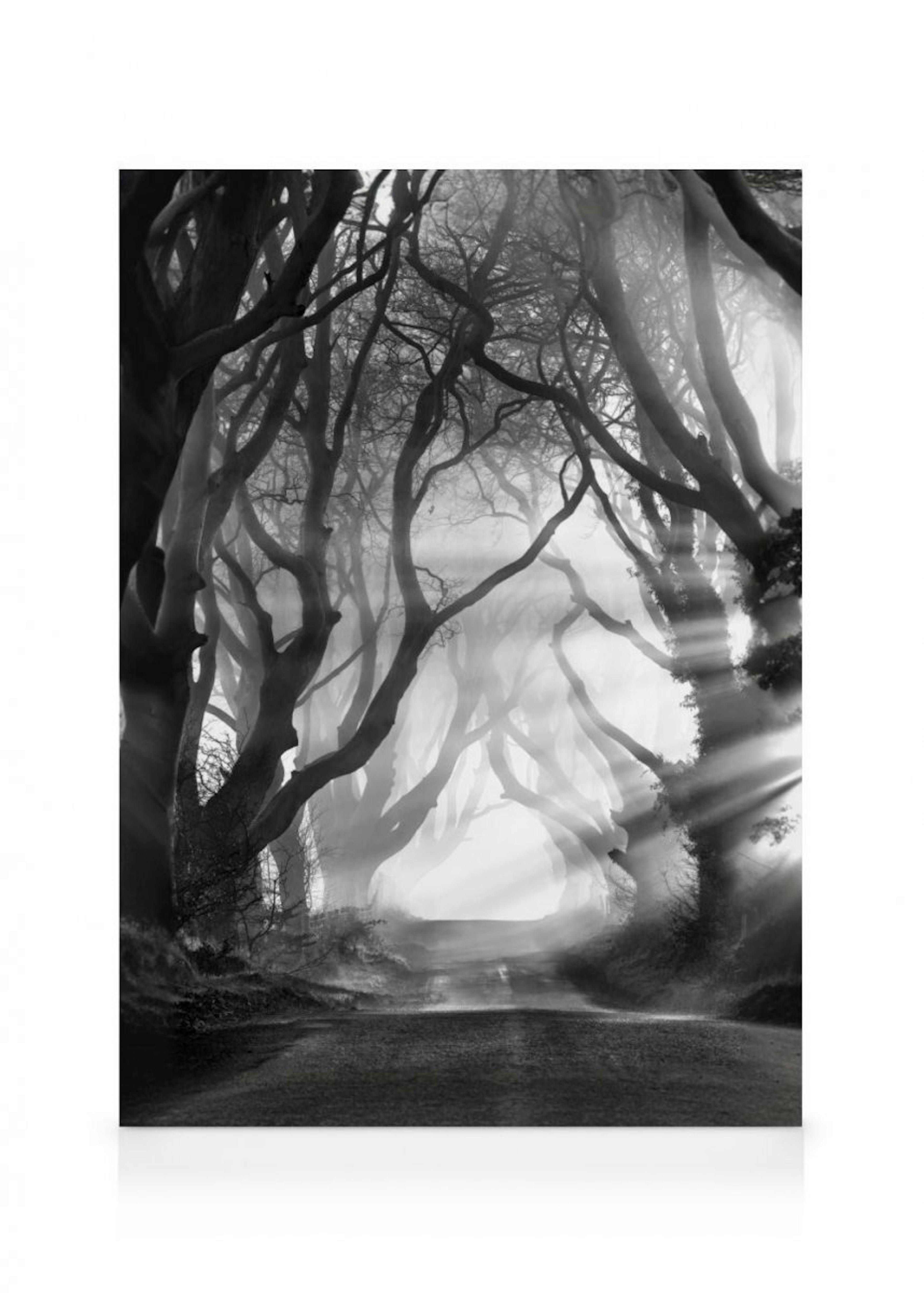 Dark Hedges Canvas Print 0