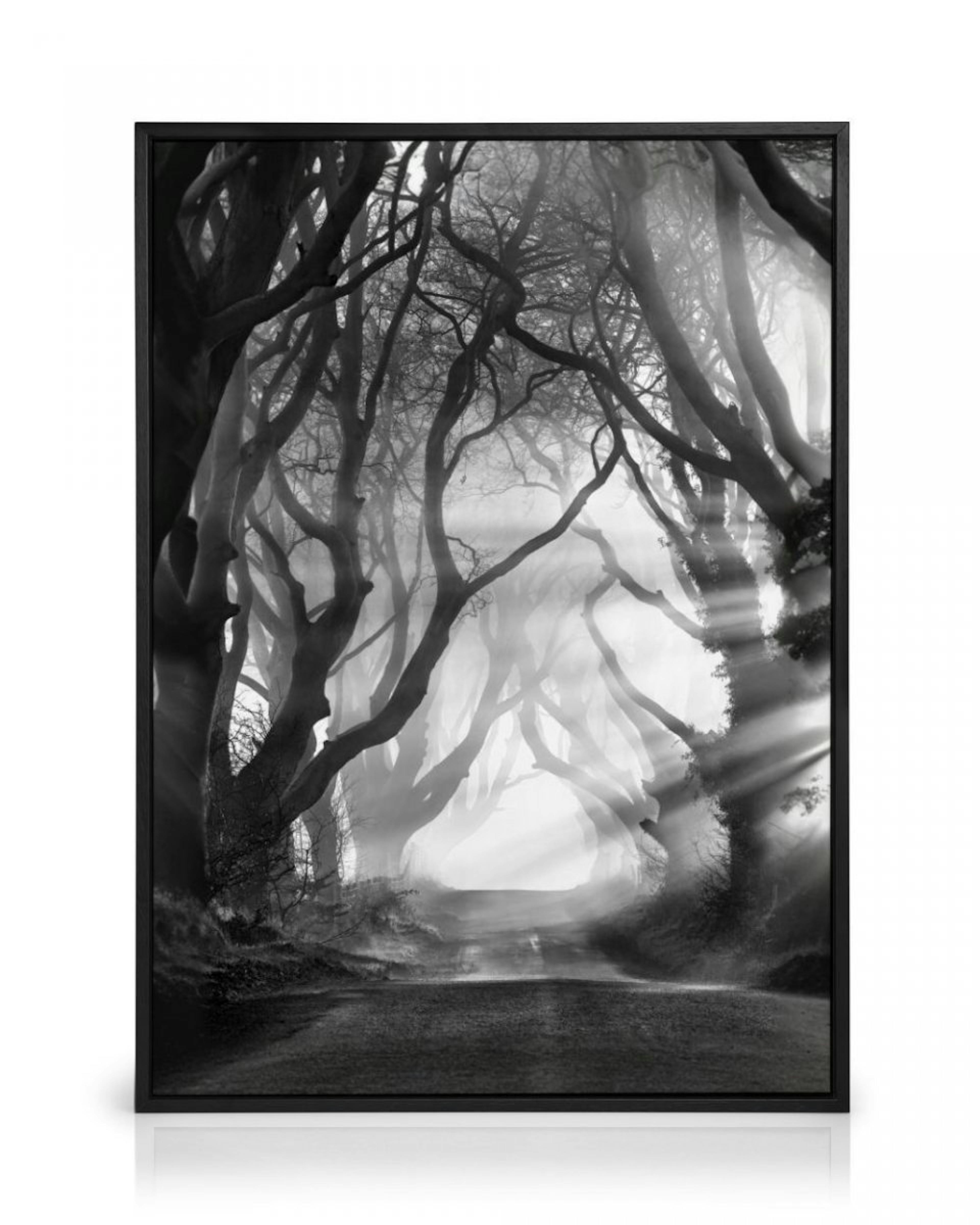 Dark Hedges Obraz na płótnie thumbnail