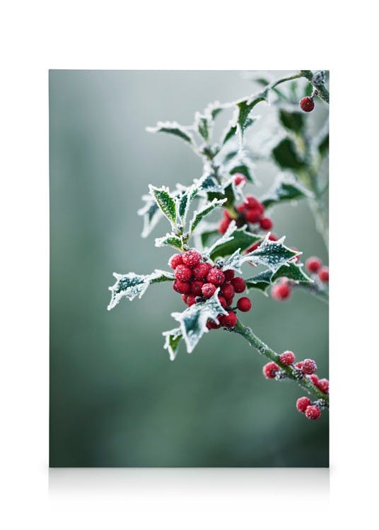 Canvastavlor - Frosted Holly Canvas (30x40 cm) - Poster Store