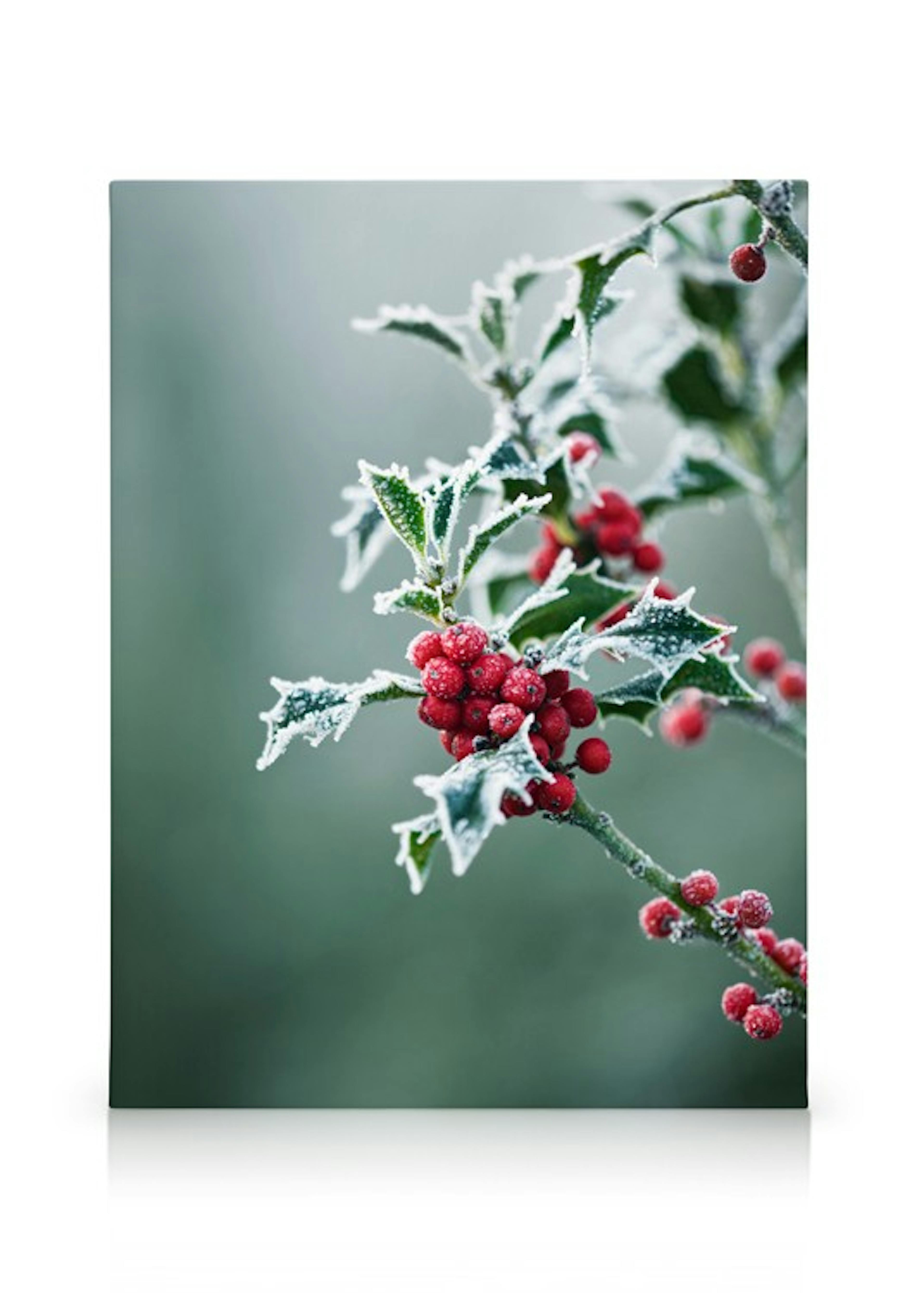 Frosted Holly Canvas print thumbnail