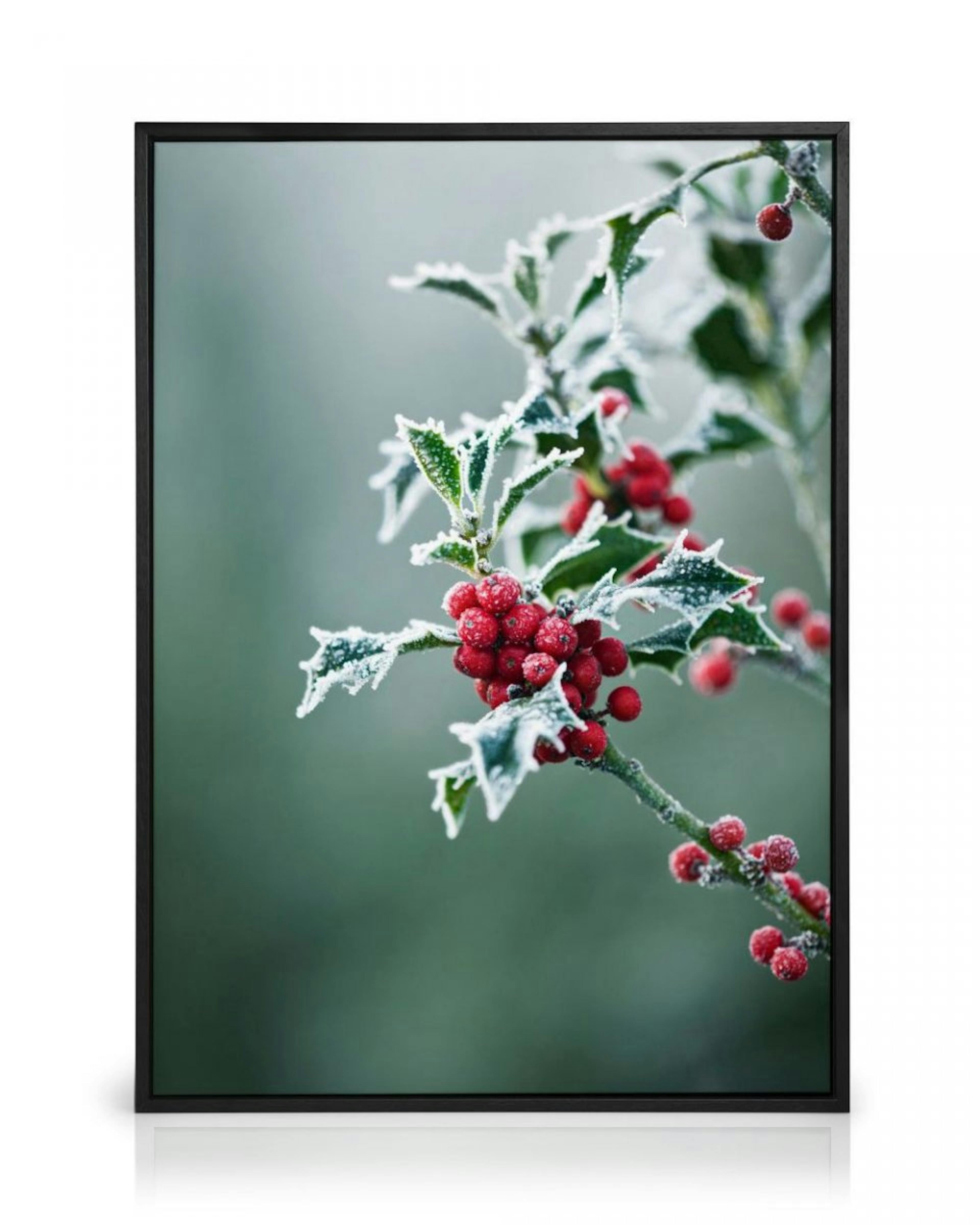 Frosted Holly Canvas thumbnail