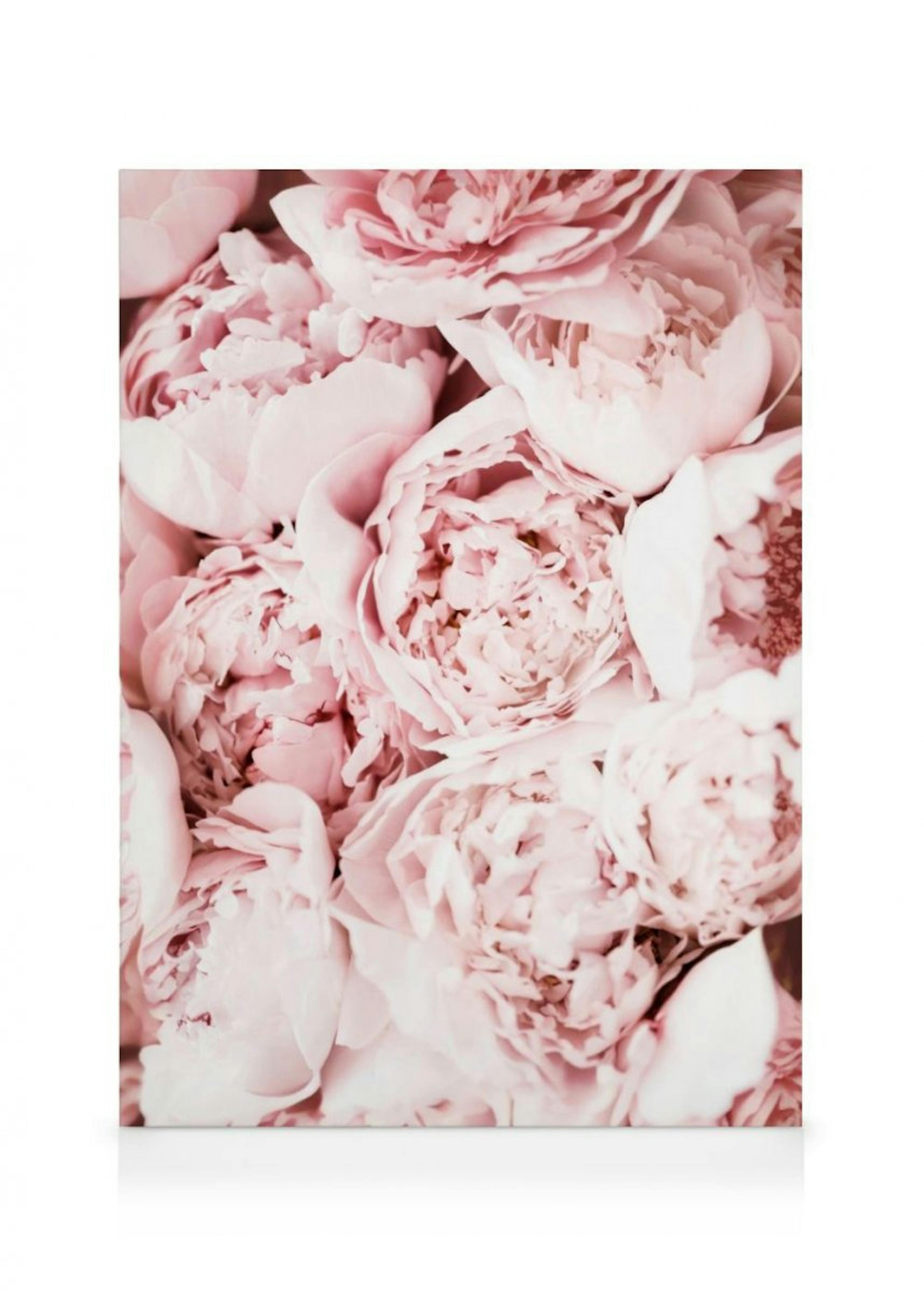 Toile de pivoines rose clair 0