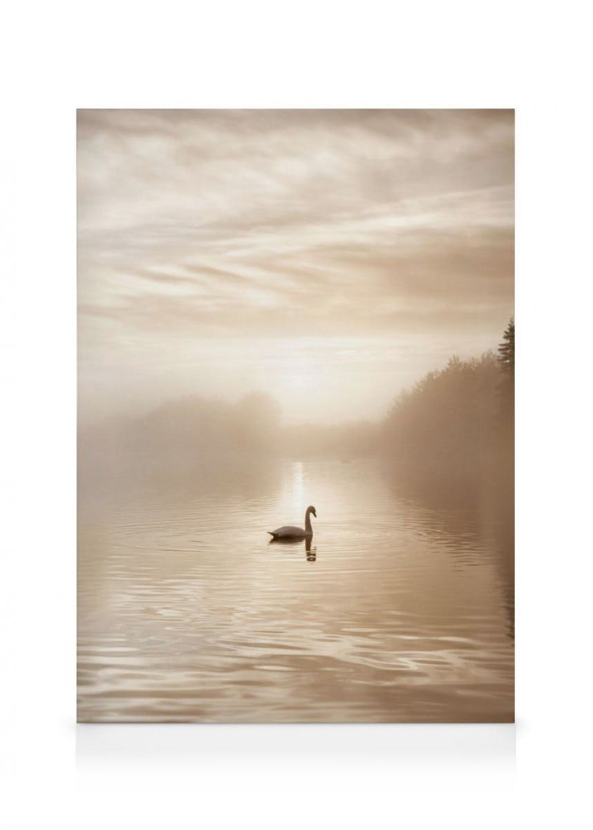 Canvastavlor - Swan Lake canvastavla (30 x 40 cm - Svart ram) - Poster Store