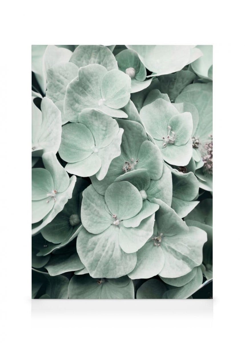 Canvas Prints - Hydrangea Flower Canvas print (50x70 cm) - Poster Store