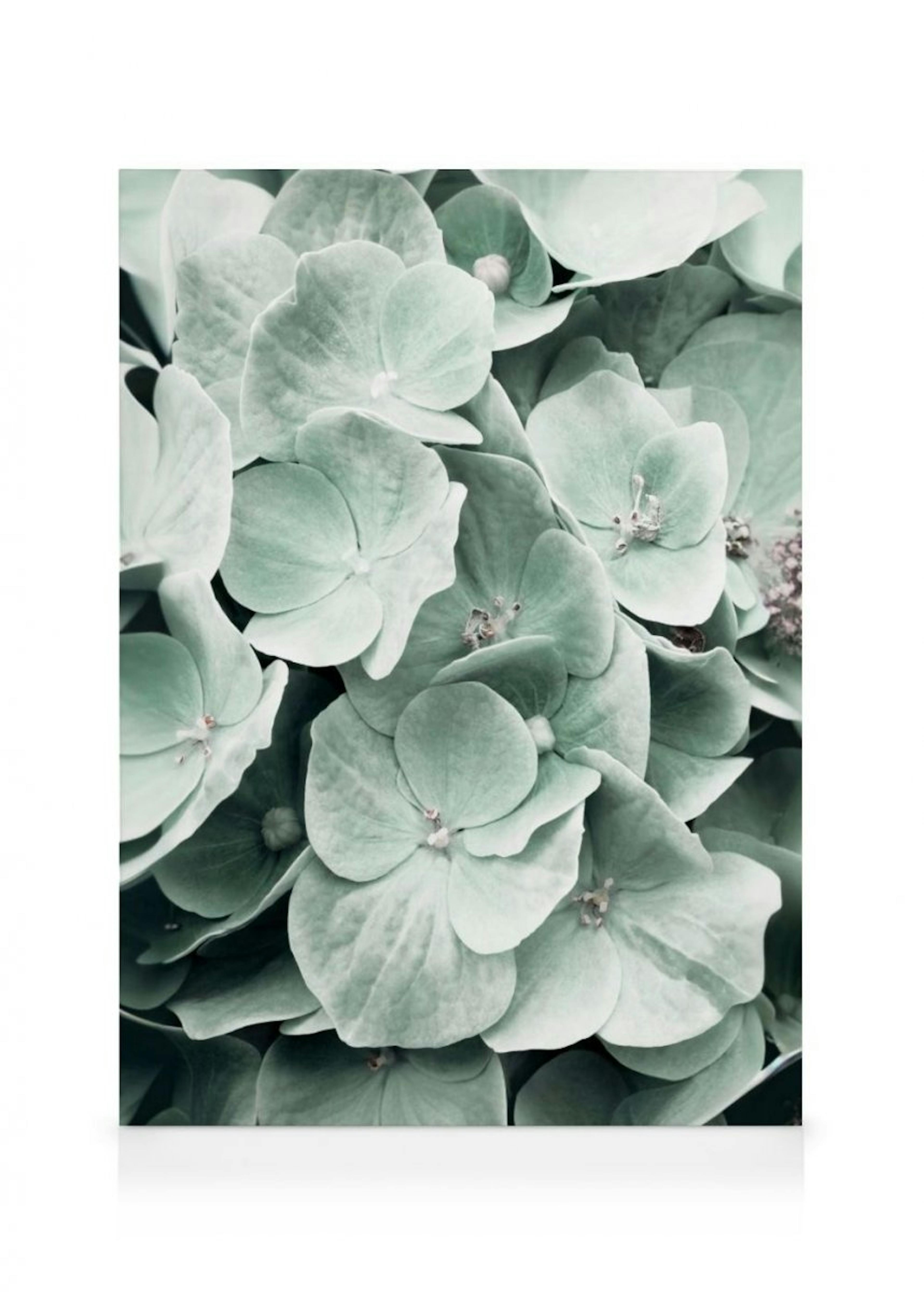 Hydrangea Flower Canvas Print 0