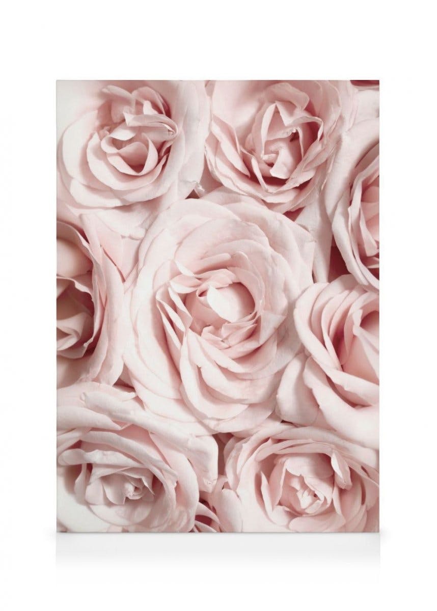 Canvas Prints - Wall of Roses Canvas print (70x100 cm) - Poster Store