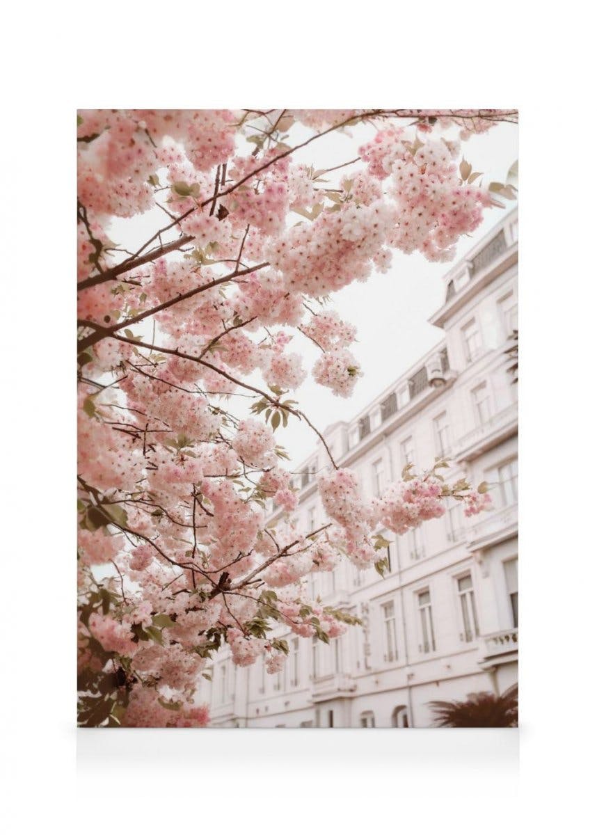 Lerretsbilder Cherry Branches - Rosa Kirsebærblomster (30x40 cm) - Poster Store