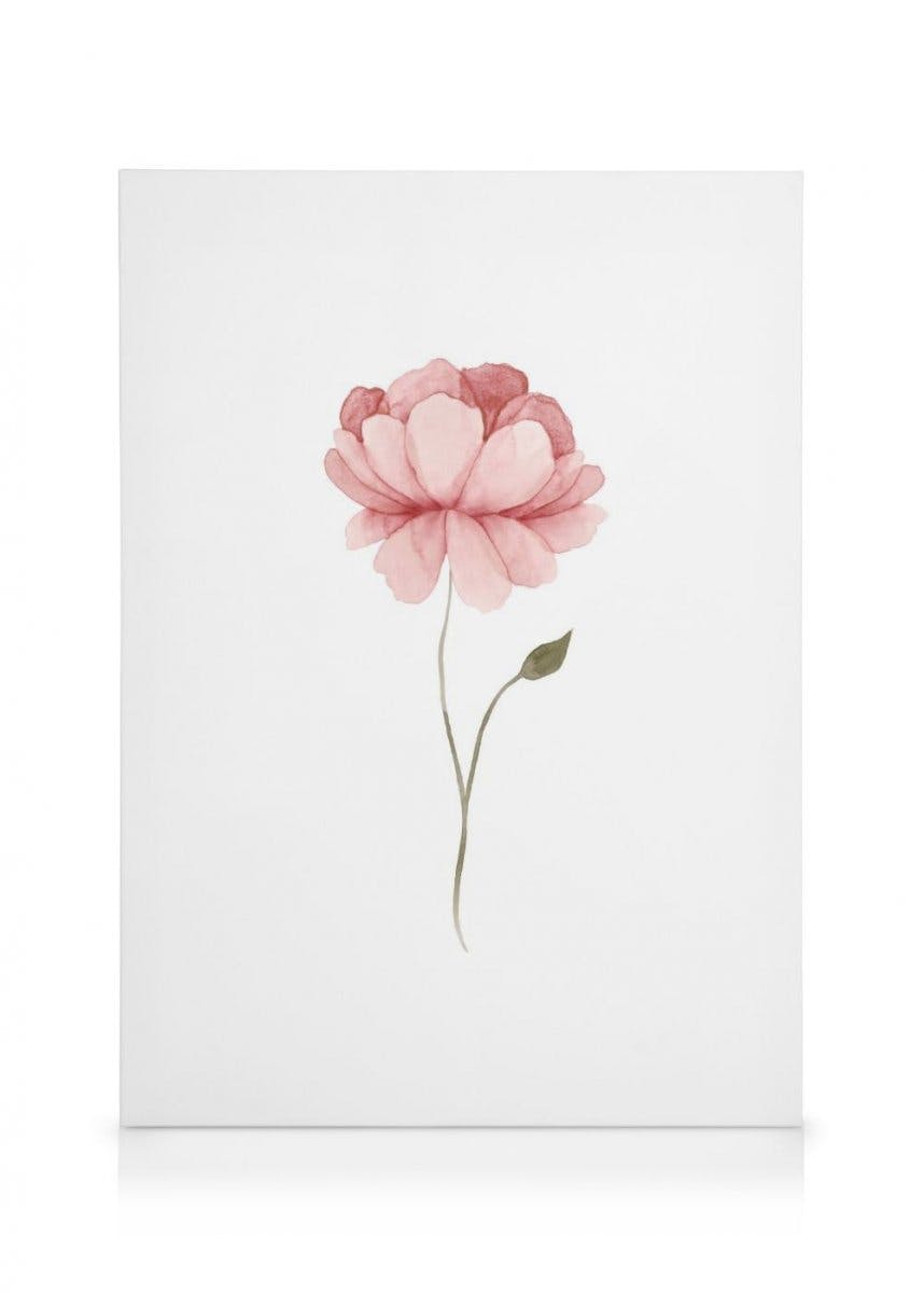 Pivoine Aquarelle Toile (30x40 cm) - Poster Store
