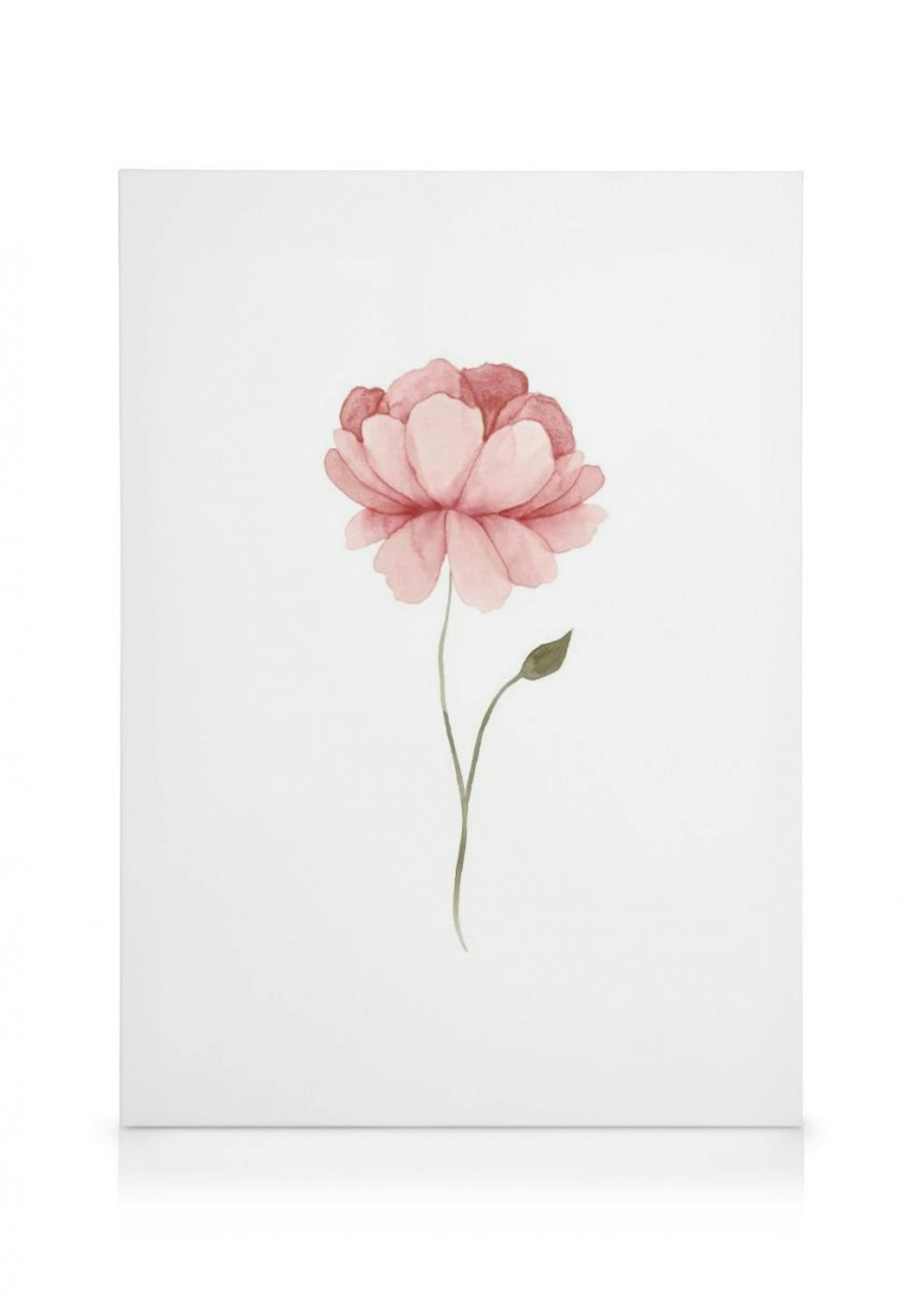 Watercolor Peony Canvas thumbnail