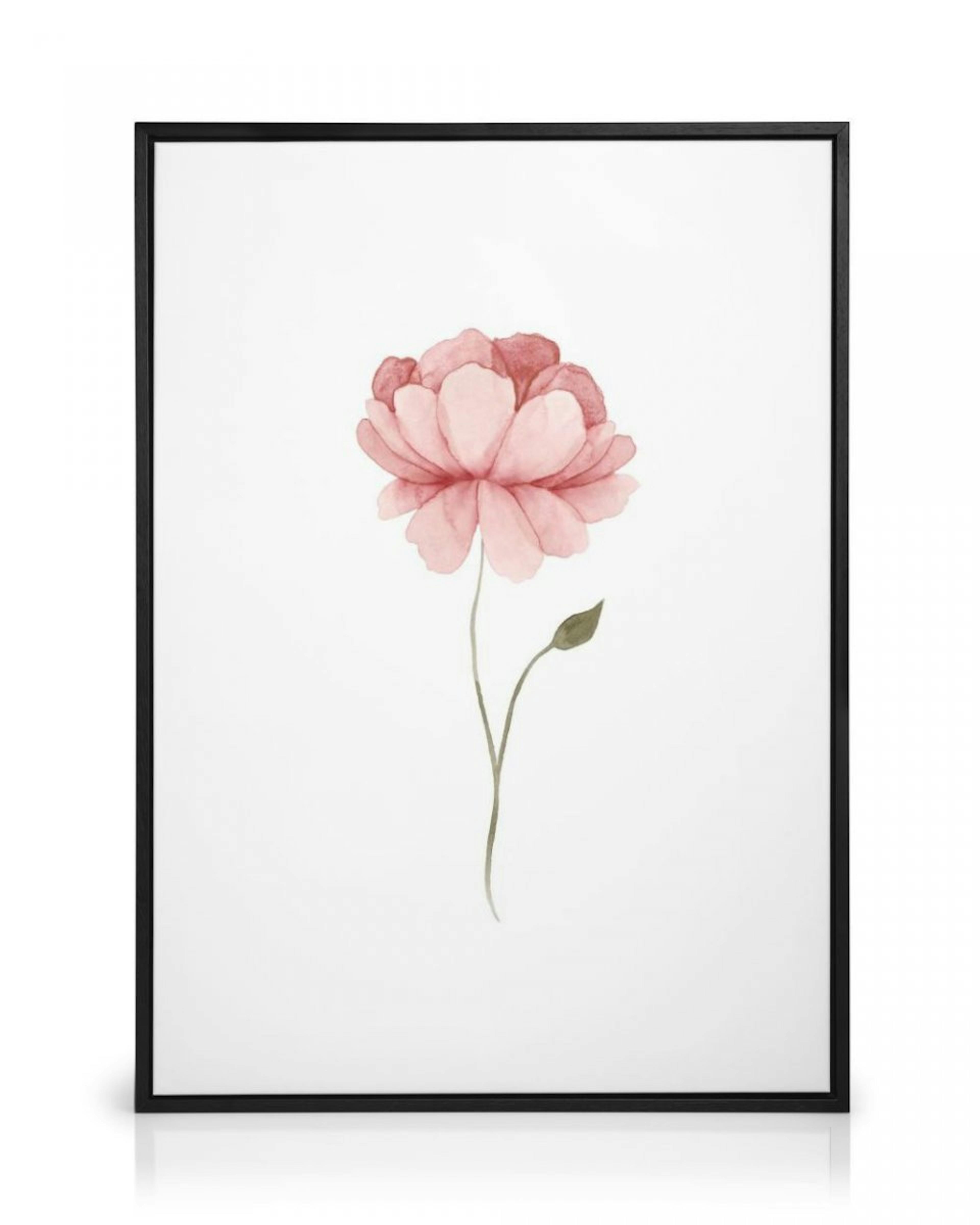 Watercolour Peony Canvas print thumbnail