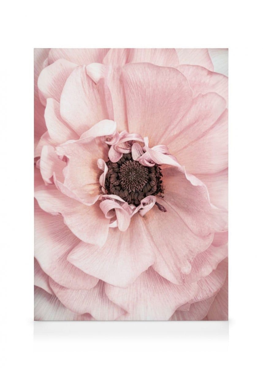 Canvas Prints - Pink Bloom Canvas print (70x100 cm - Oak Frame) - Poster Store