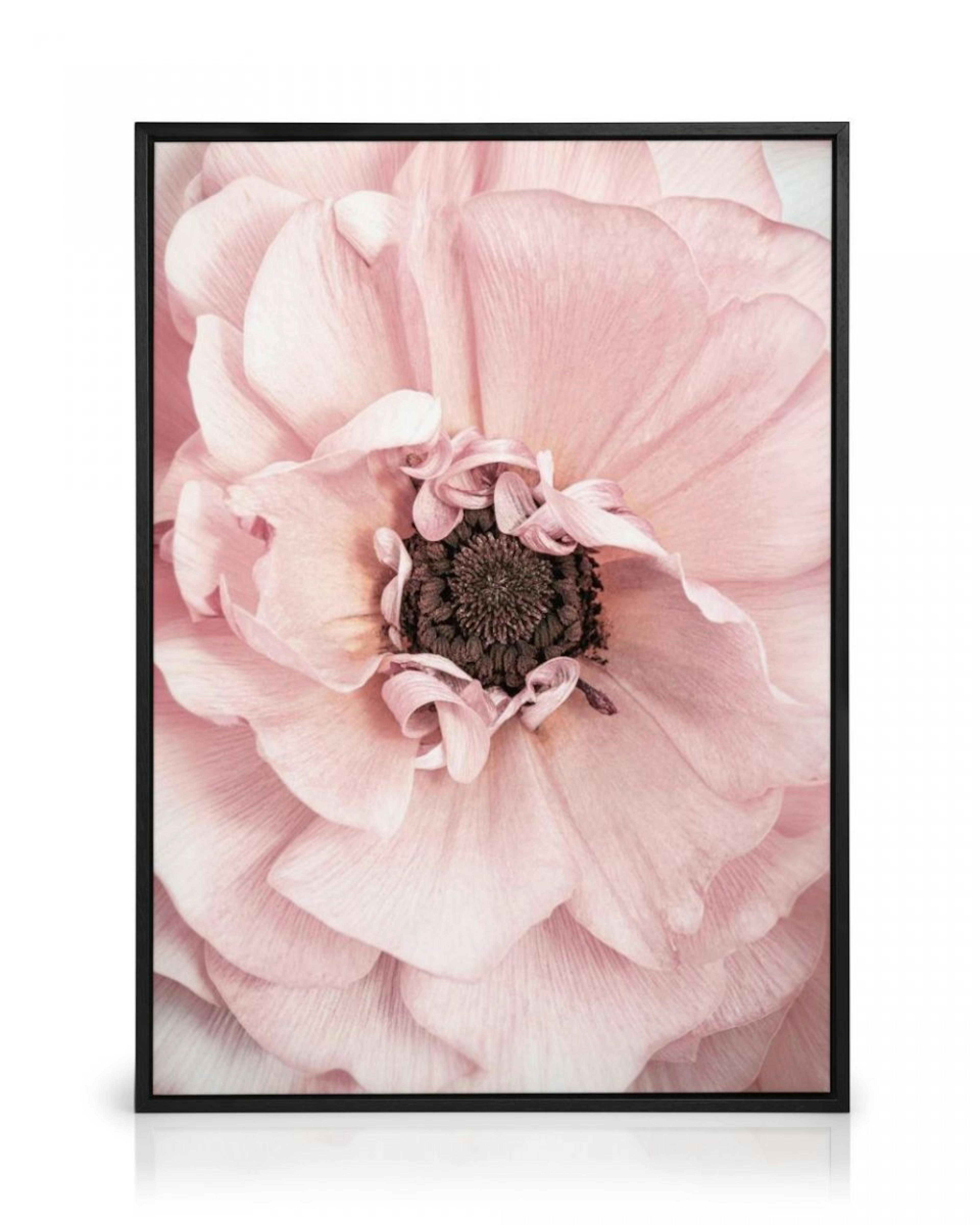 Pink Bloom Canvas Print thumbnail