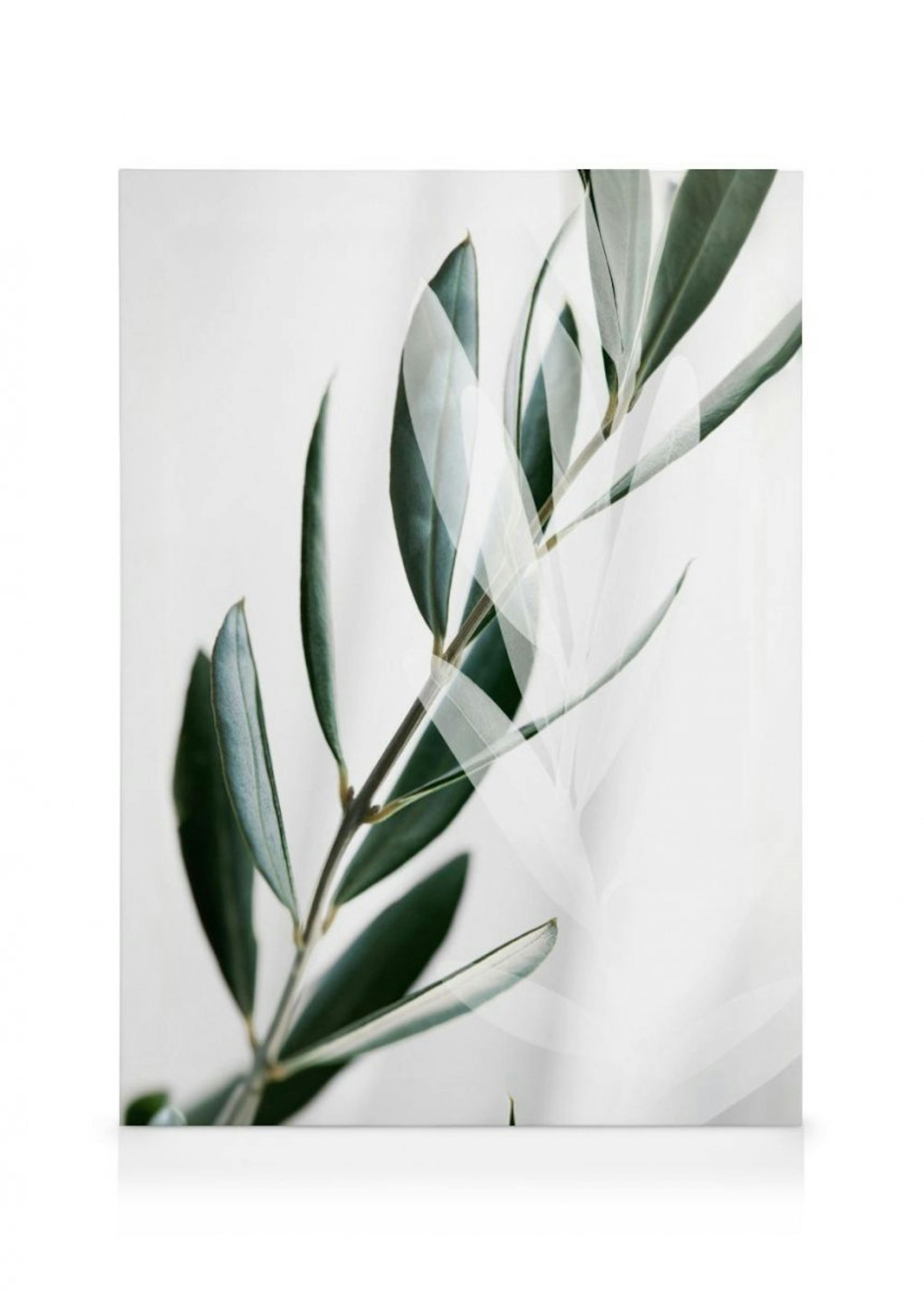 Olive Branch Shades Canvas Print thumbnail