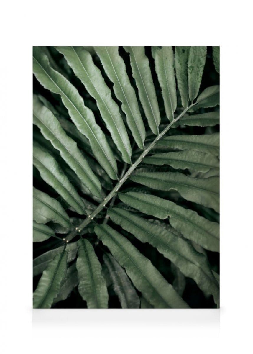 Canvas Prints - Green Fern Canvas print (50x70 cm - Oak Frame) - Poster Store