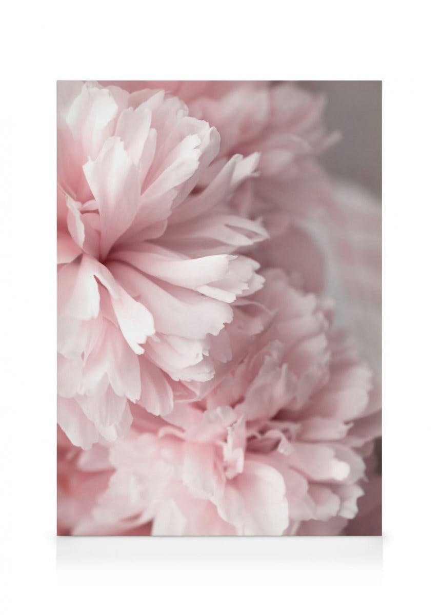 Canvas Prints - Pink Peonies Close Up Canvas print (50x70 cm) - Poster Store