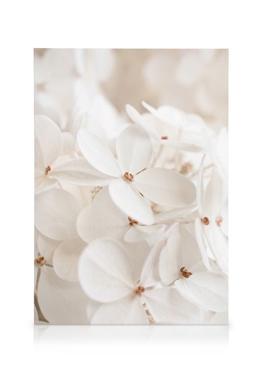 Soft White Bloom Lienzo (50x70 cm - Marco de negro) - Poster Store