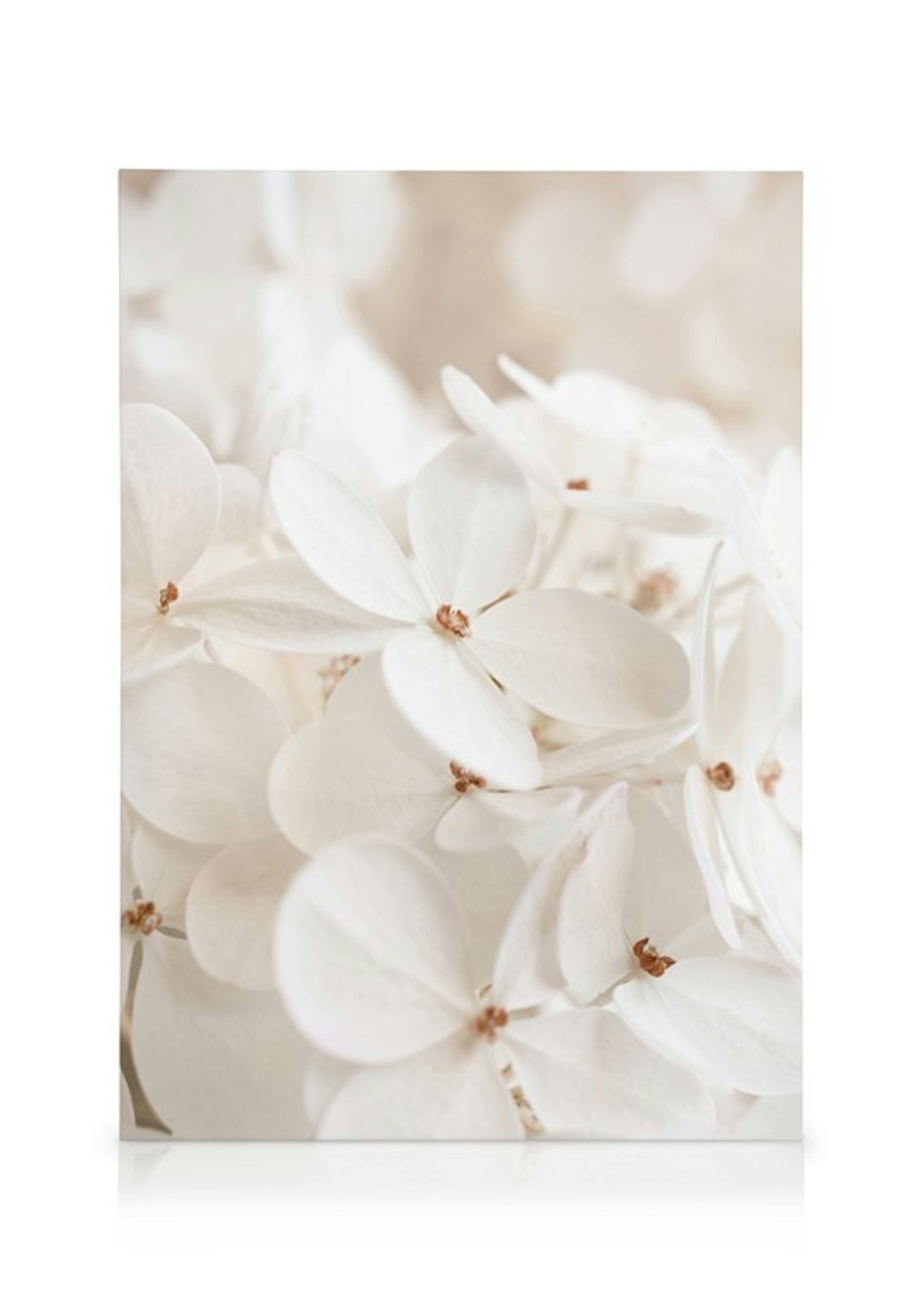 Soft White Bloom Stampa su tela thumbnail