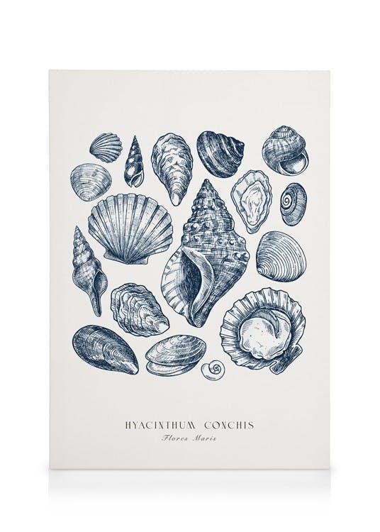 Blaue Muscheln Leinwand (30x40 cm - Holzrahmen schwarz) - Poster Store