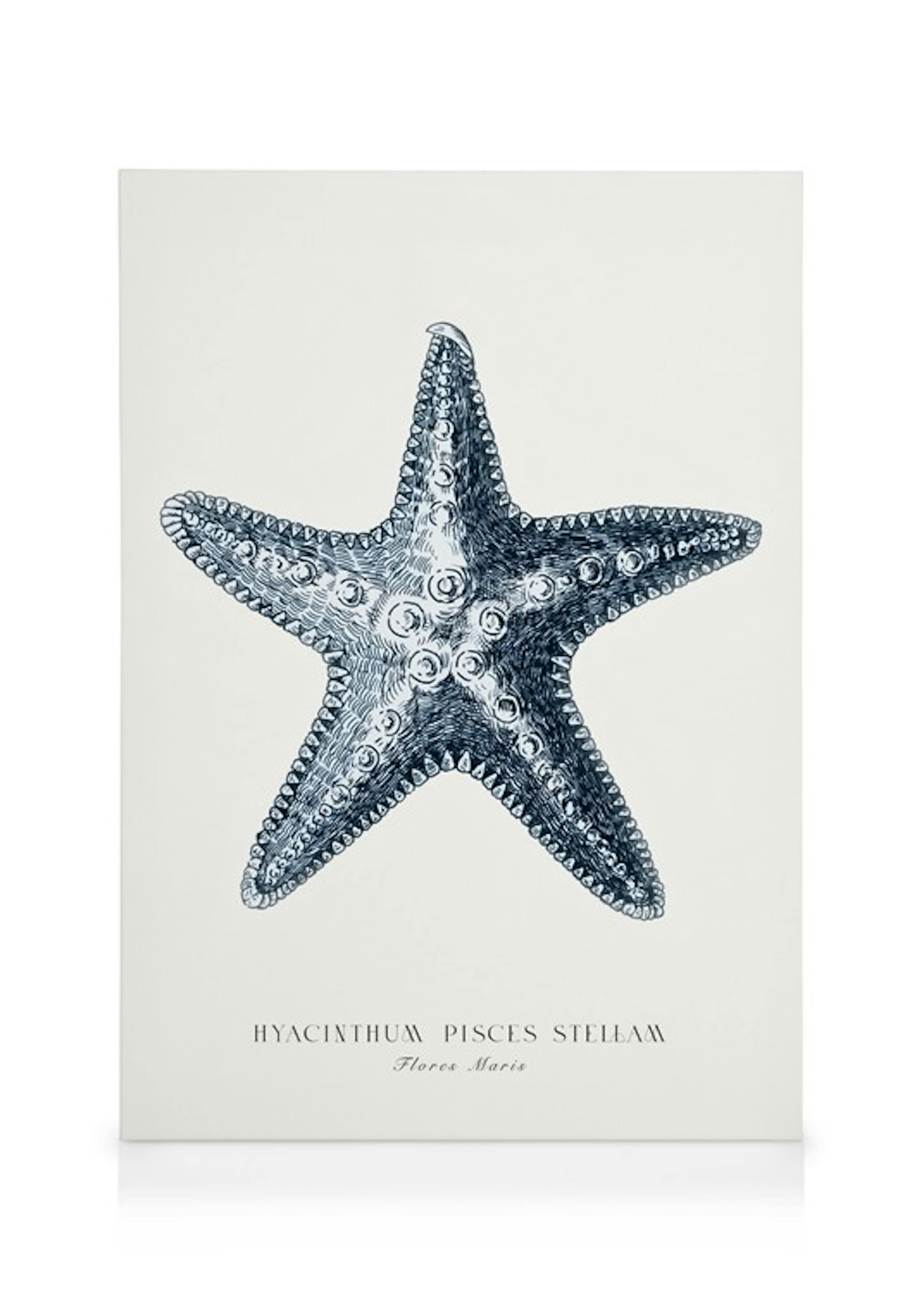 Estrella de Mar Azul Lienzo 0