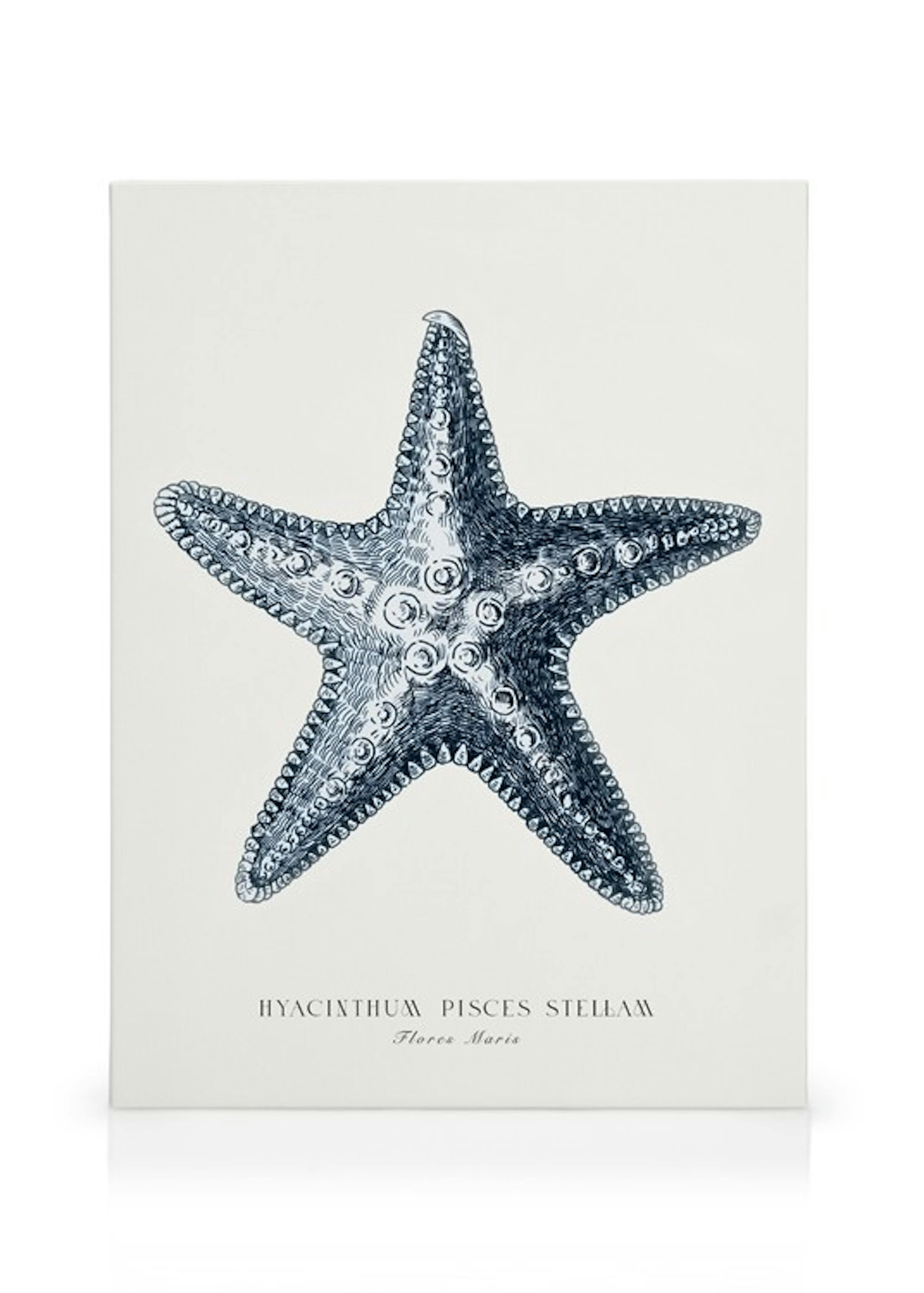 Modrá mořská hvězdice obrazy na plátně thumbnail