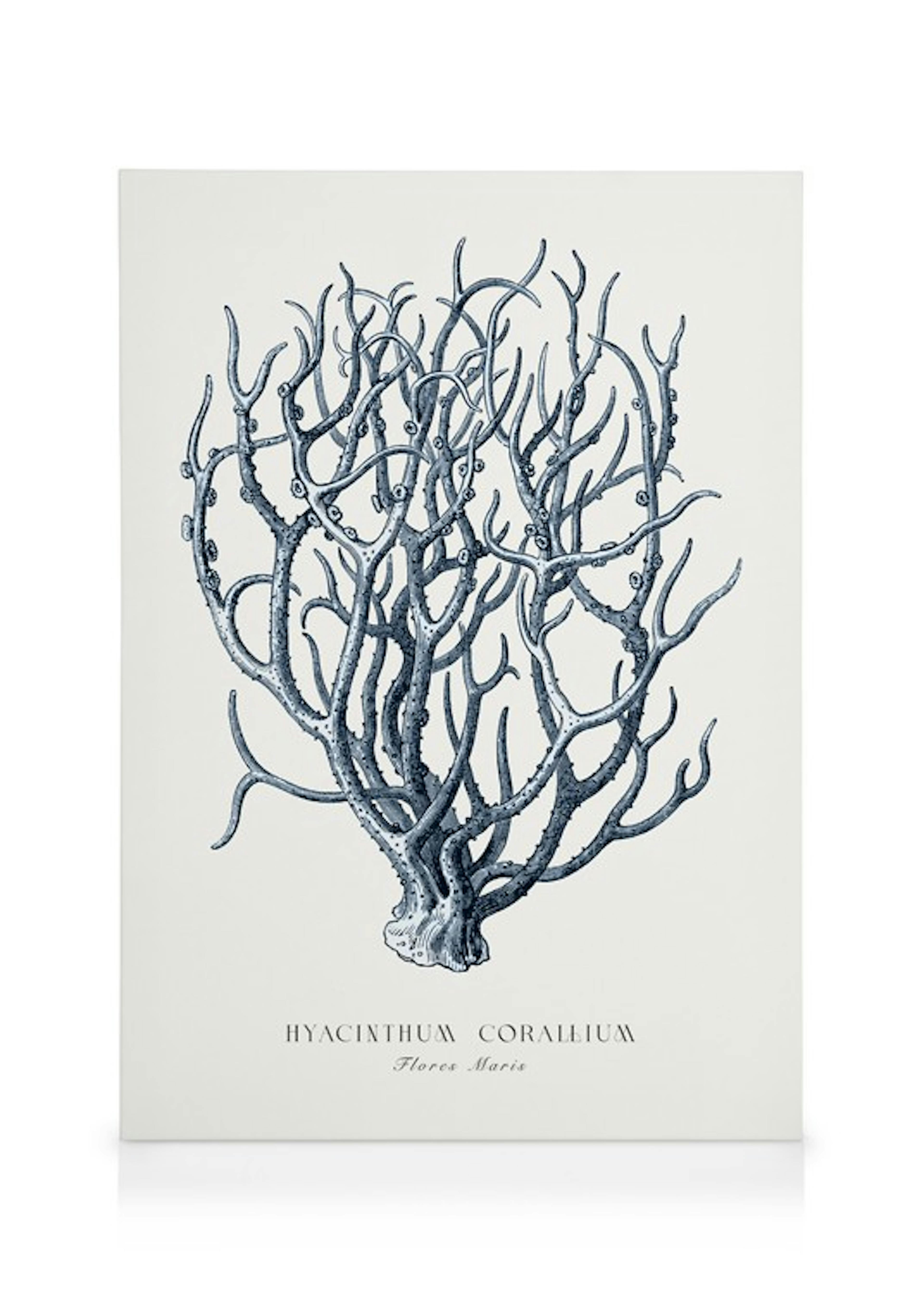 Blue Coral Canvas print 0