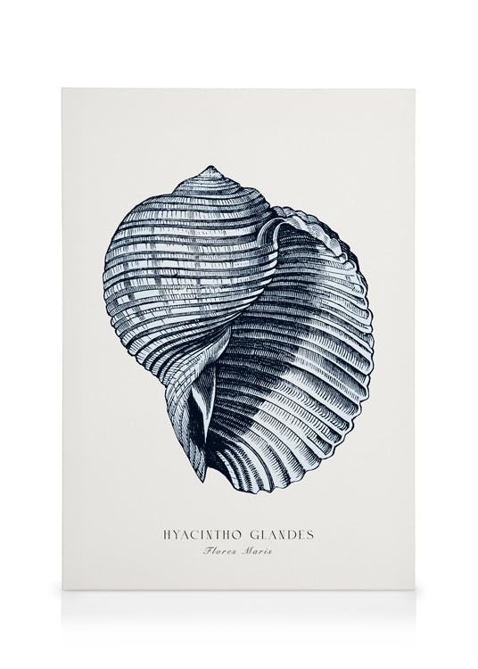 Lerretsbilder Blue Seashell – Elegant skjellmotiv på lerret (50x70 cm) - Poster Store