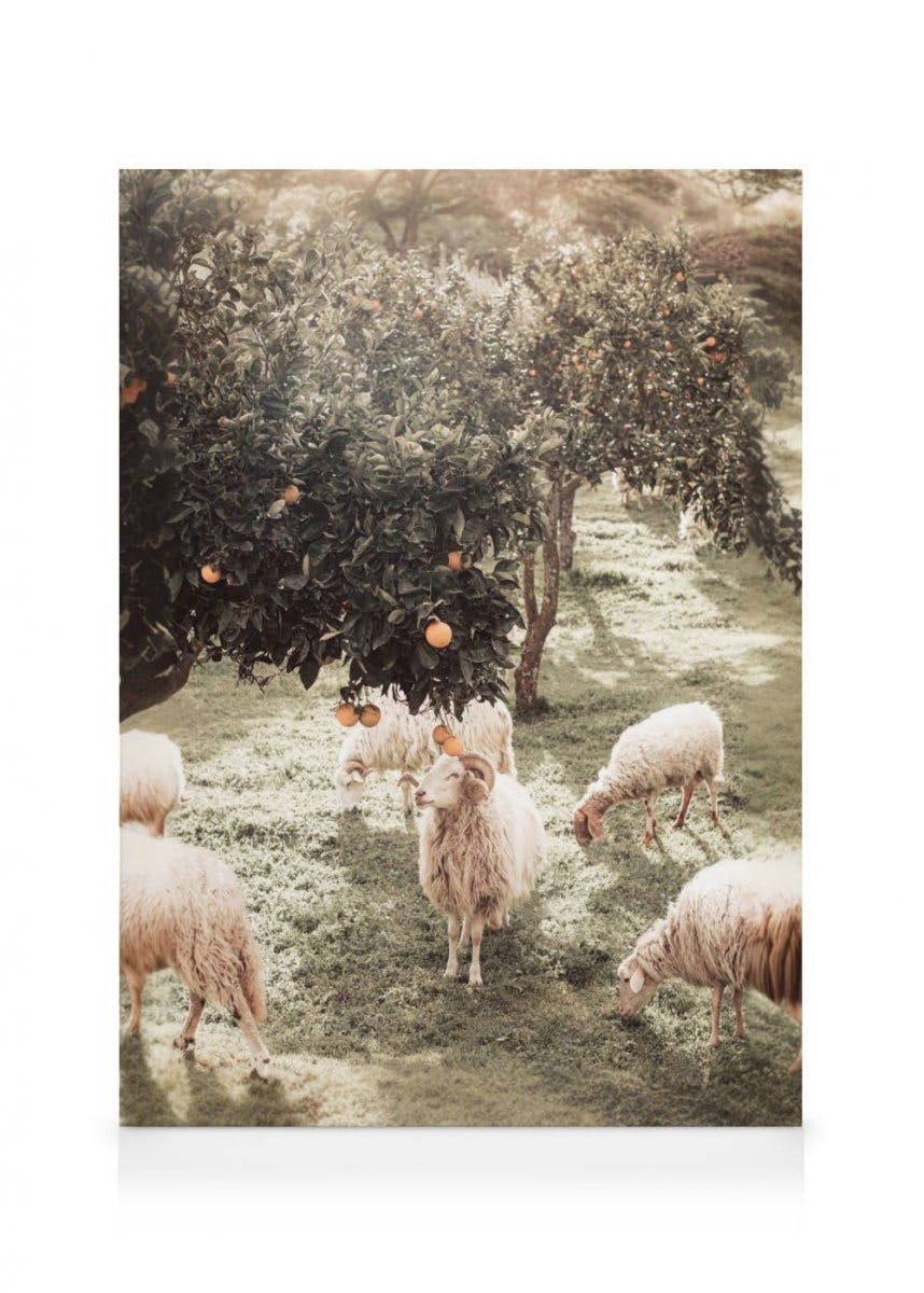 Owca i Pomarańczowe Drzewo Obraz na płótnie (30x40 cm) - Poster Store