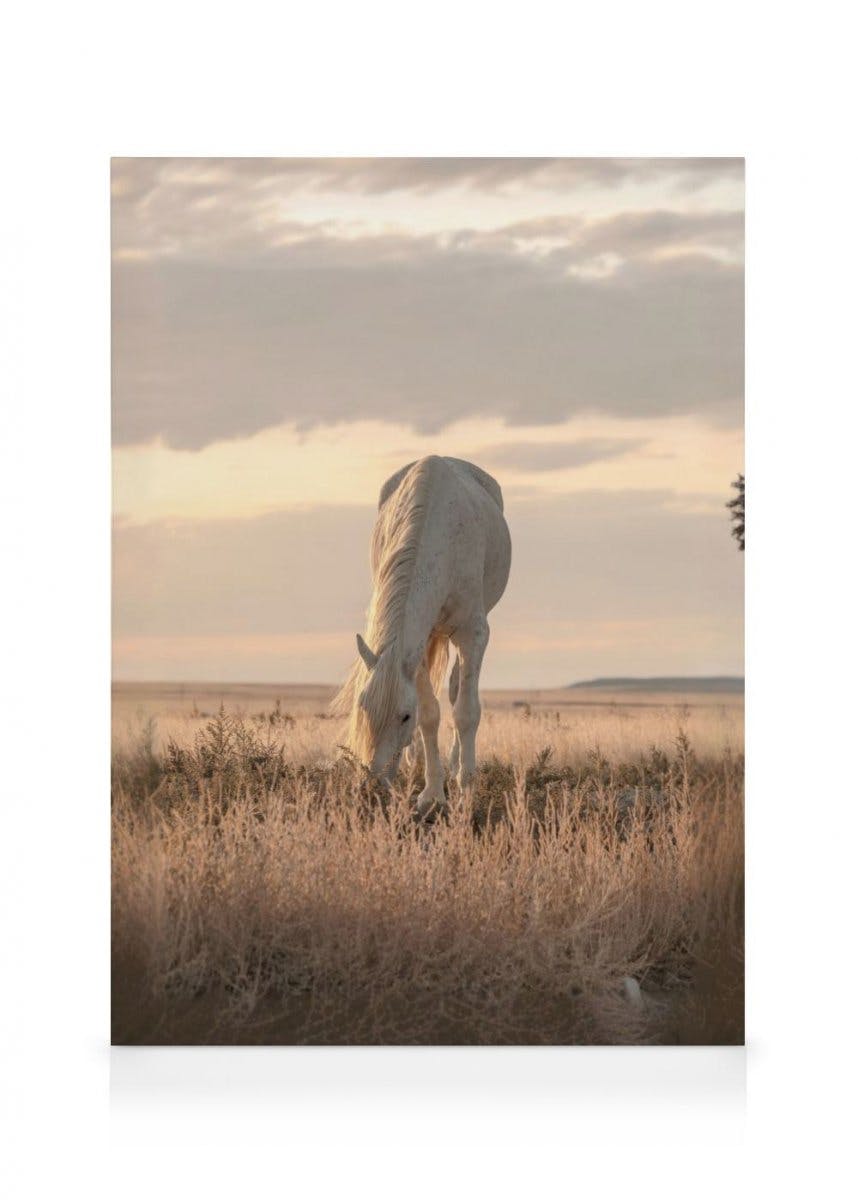 Canvas Prints - Horse in Sunset Canvas print (30x40 cm) - Poster Store