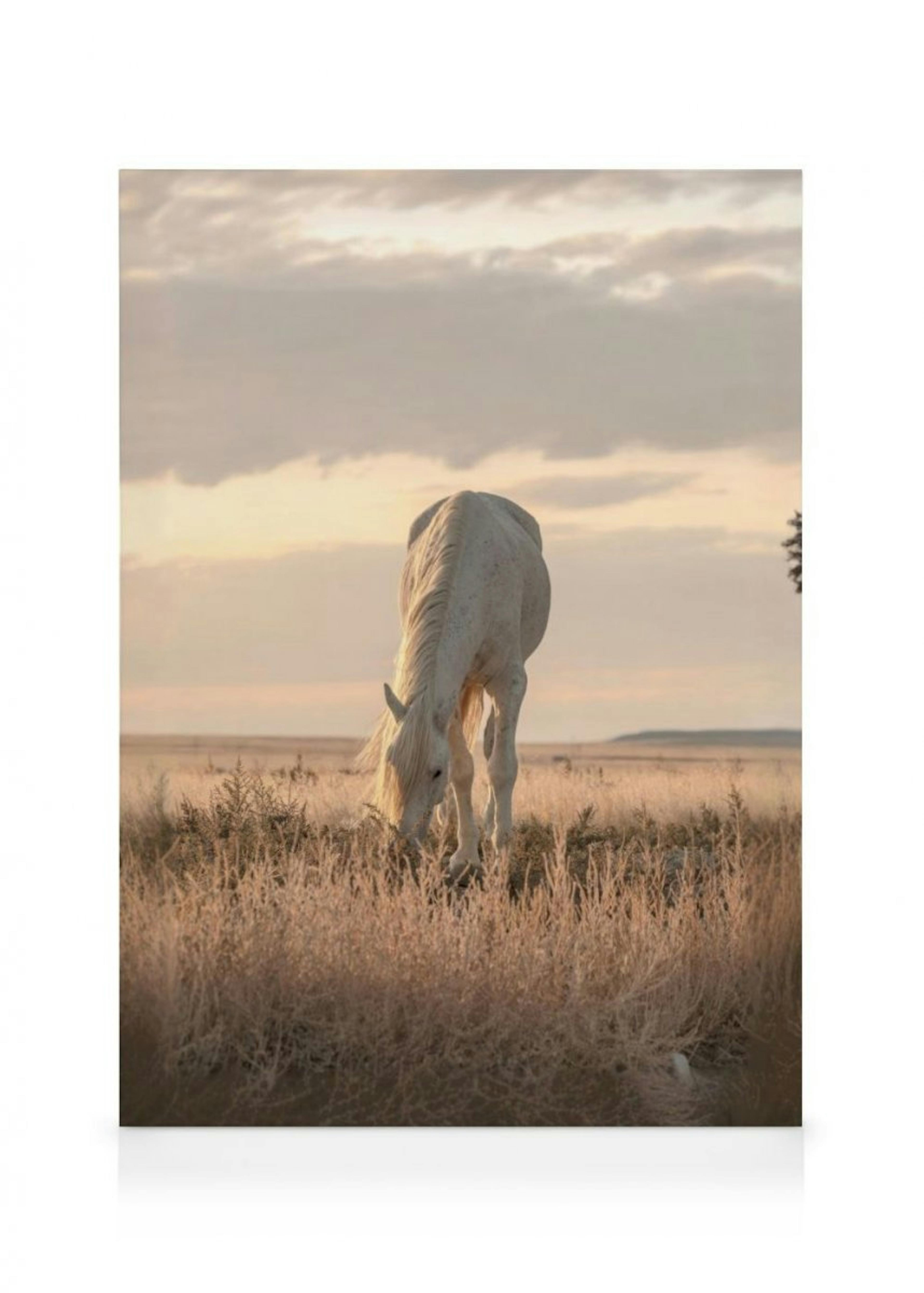 Pferd im Sonnenuntergang Leinwandbild thumbnail