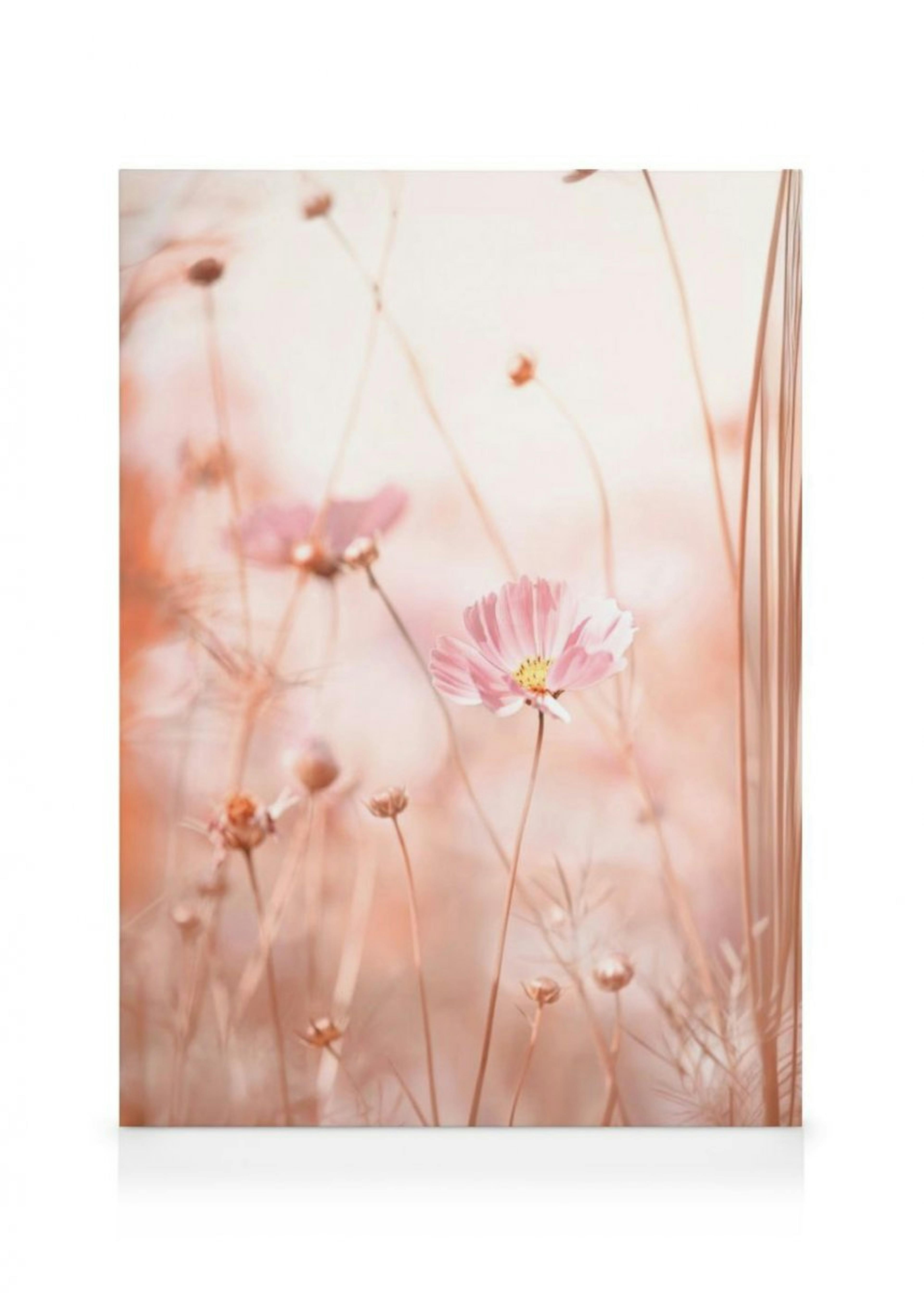 Pink Cosmos Flowers Canvas Print 0