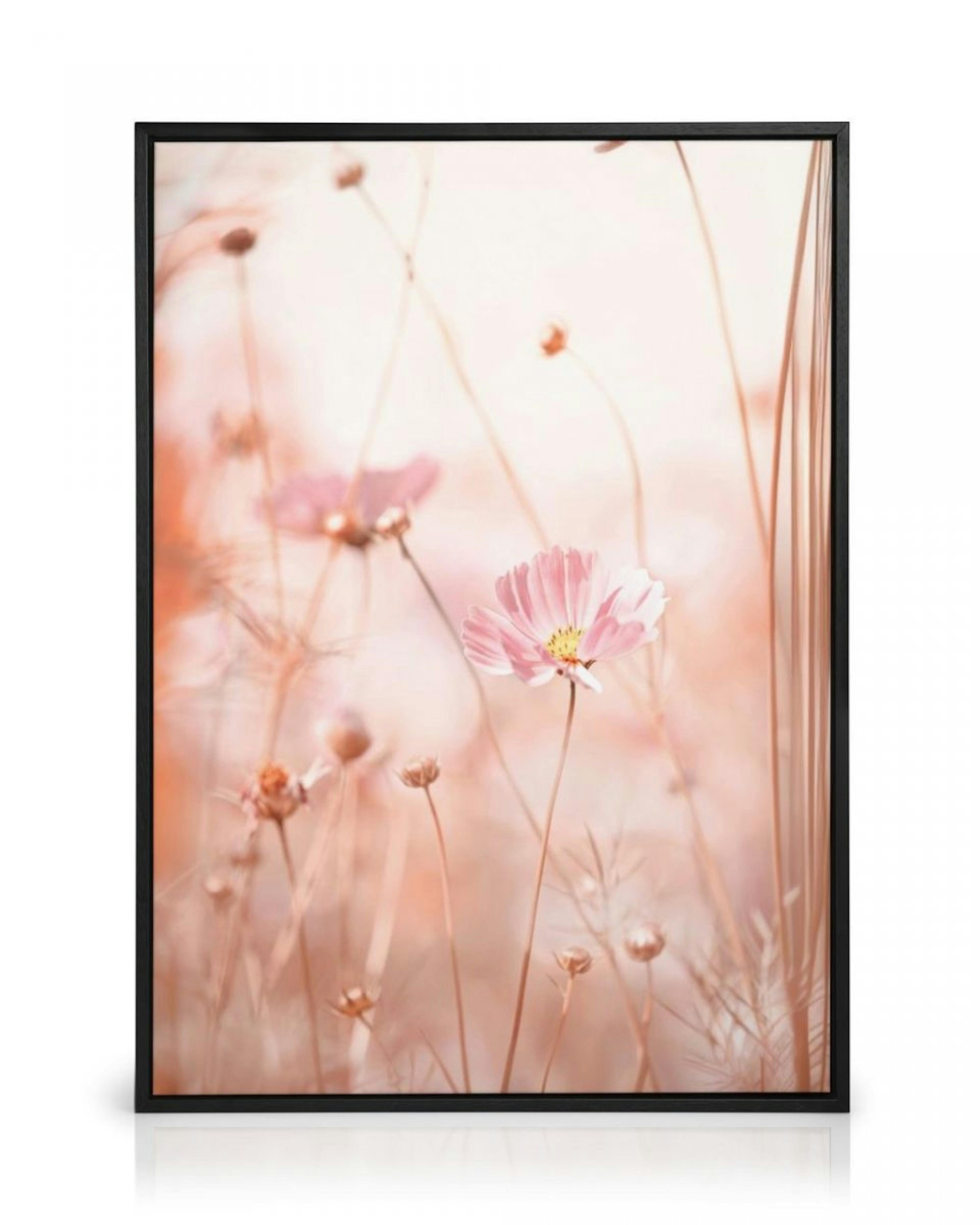 Pink Cosmos Flowers Canvas Print thumbnail