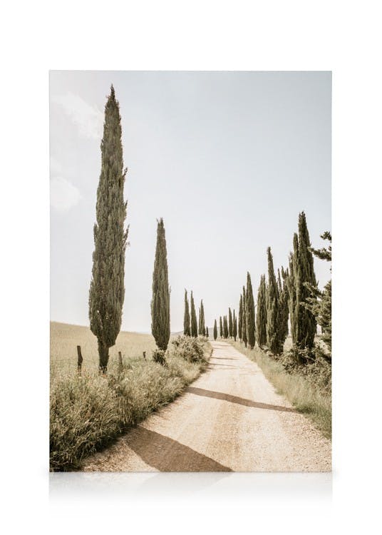 Cypress Tree Alley Stampa su tela (30x40 cm - Cornice in nero) - Poster Store