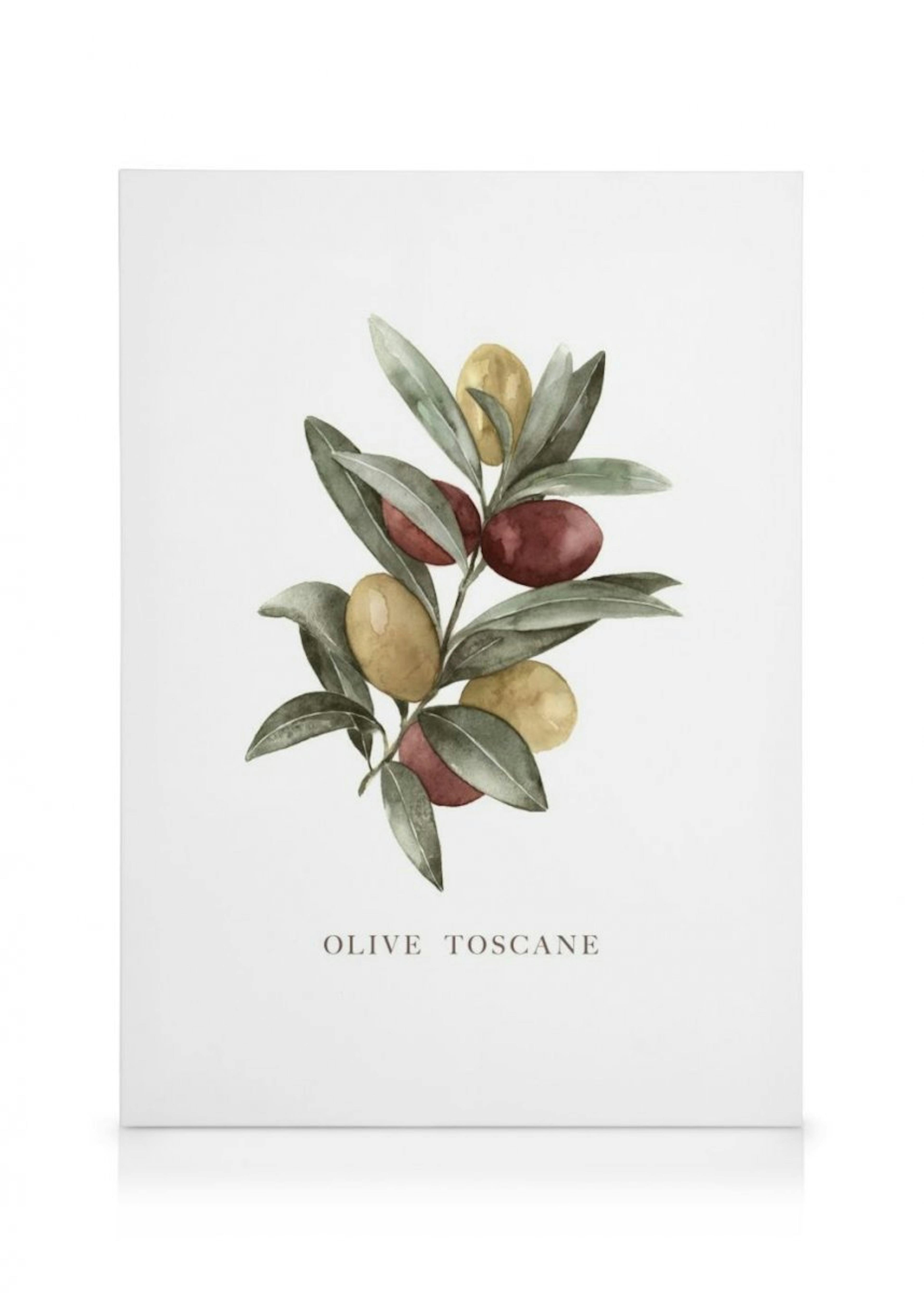 Olive Toscane Canvas Print 0